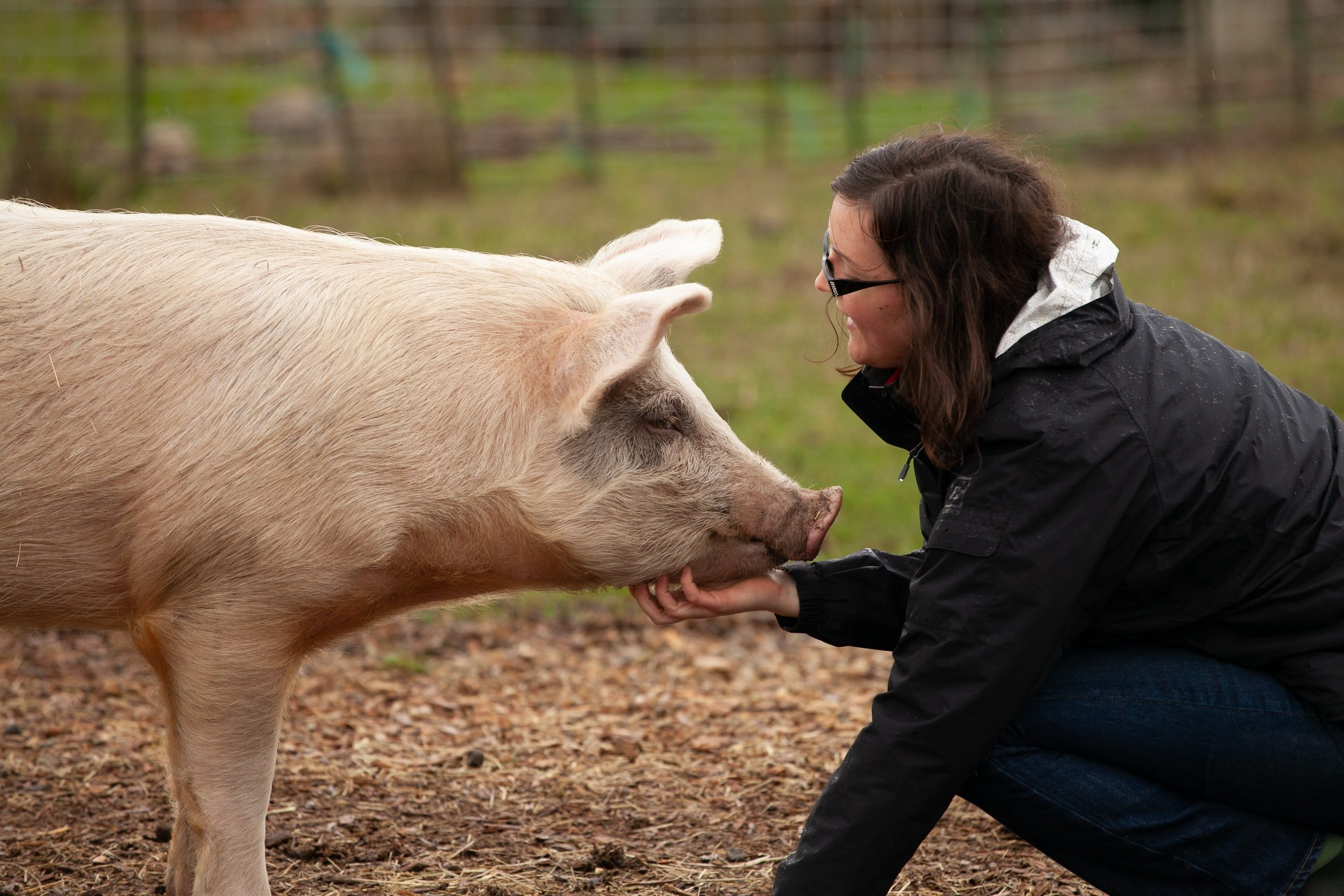 Harmony between humans and animals: Woman shows care for a pig - Dyrenes Alliance highlights the importance of animal rights. Support our mission to promote compassion and justice for farm animals.