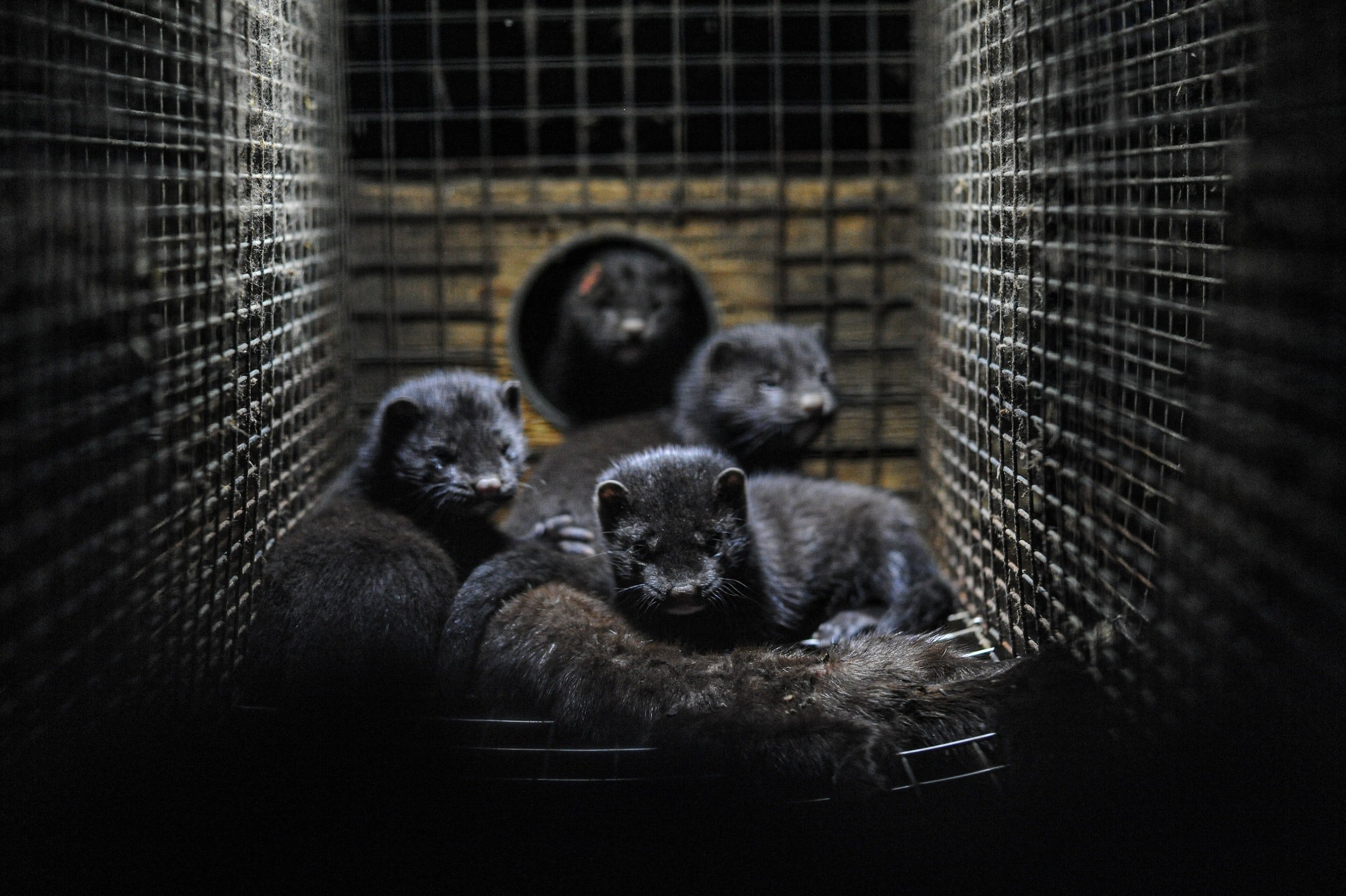 Debate: There is a lack of political courage and will to close down mink farming in Denmark