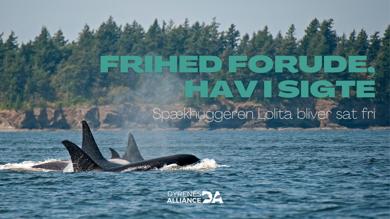 Freedom ahead, sea in sight: Lolita the orca is set free