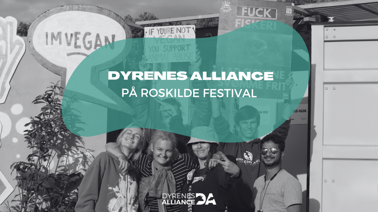 Dyrenes Alliance at Roskilde Festival!
