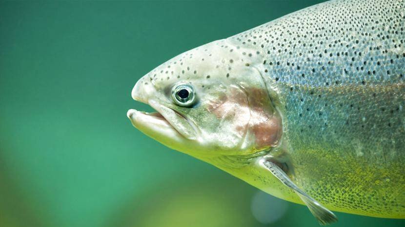 Image of the rainbow trout Regina