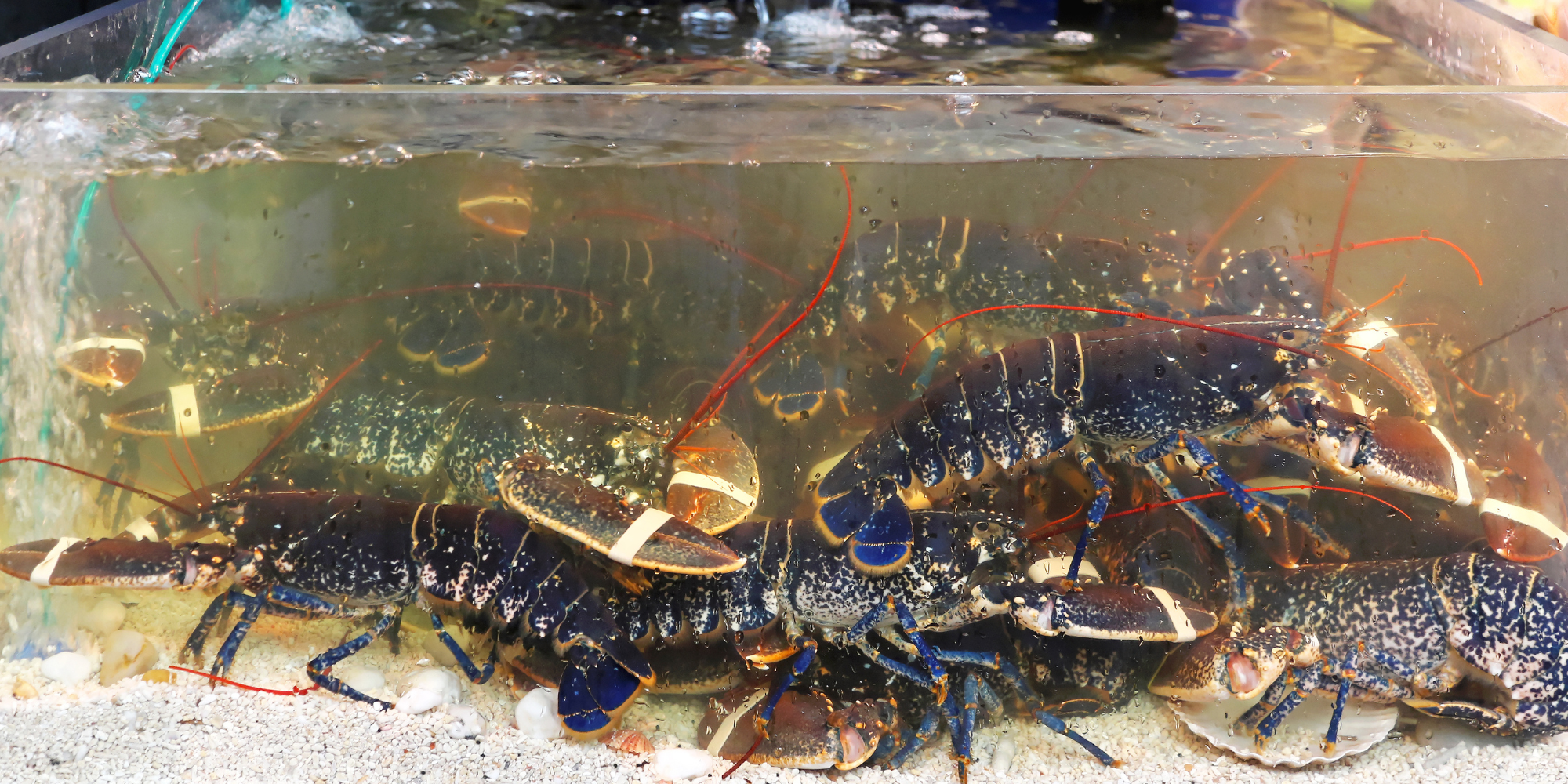 Protecting marine life: Live lobsters in aquarium - Dyrenes Alliance focuses on animal rights and fights against inhumane conditions for marine animals. Support our efforts to ensure humane living conditions for marine creatures