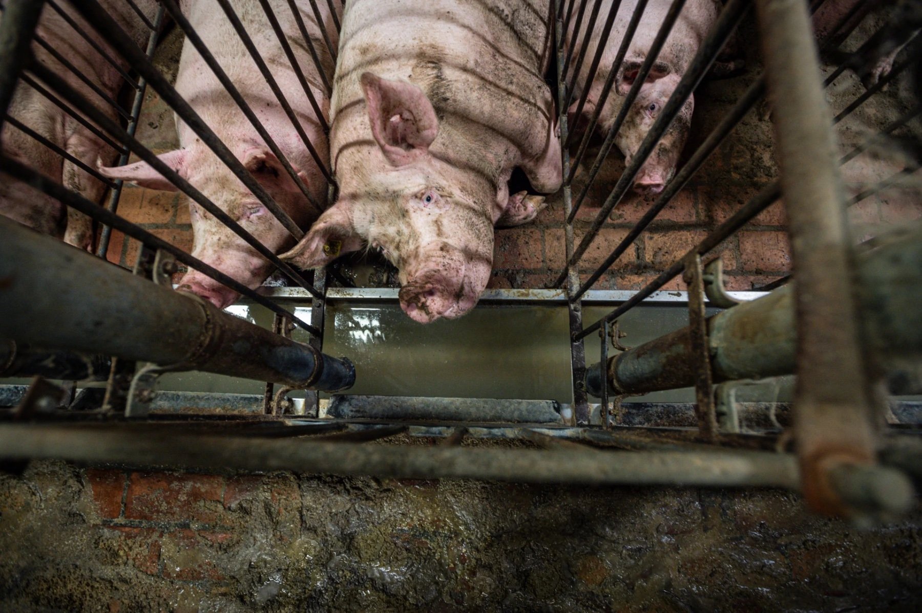 The realities of industrial farming: pigs in cramped conditions - Dyrenes Alliance works tirelessly to promote animal rights and combat the critical conditions in industrial farming. Support our efforts to ensure a dignified life for all animals.