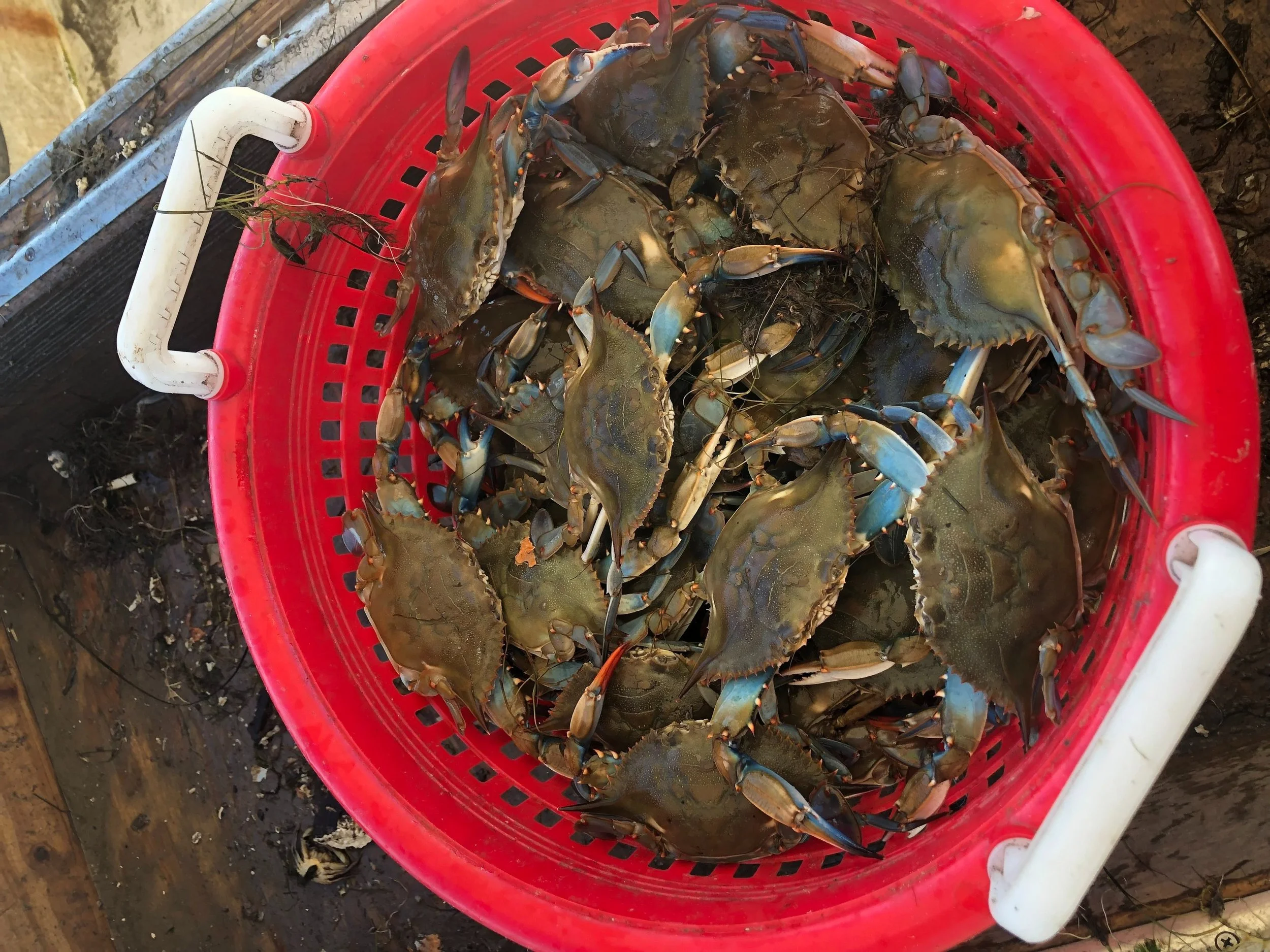 Somerset Charters Shrimping, Crabbing, and Fishing Charters on the