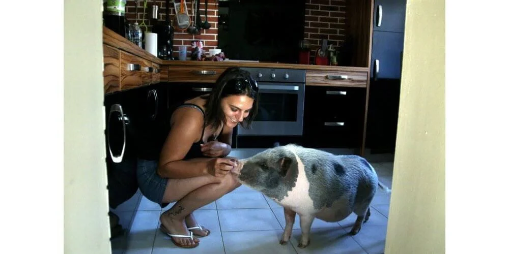 Animal Académie, spécialiste du comportement animal