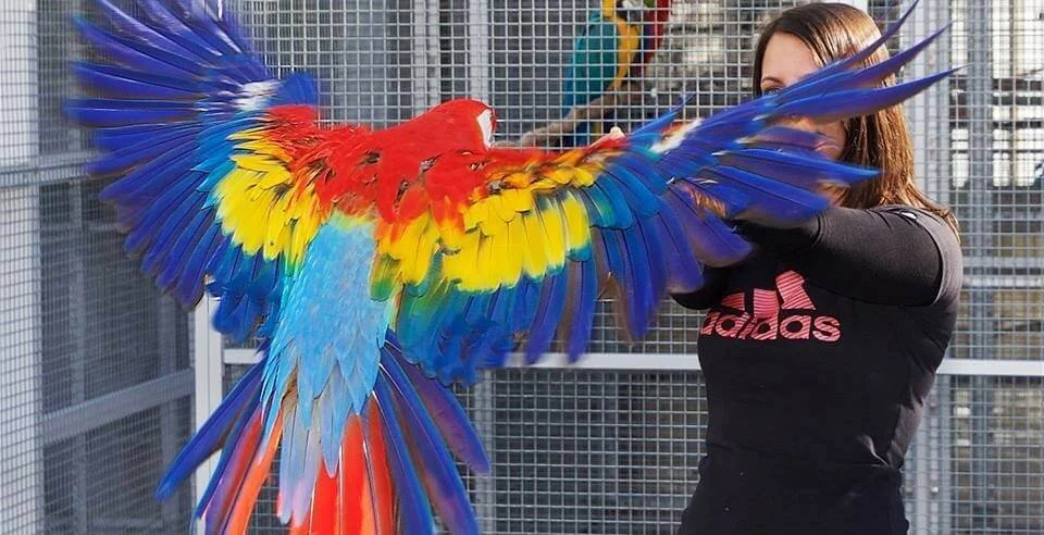 Animal Académie, spécialiste du comportement animal
