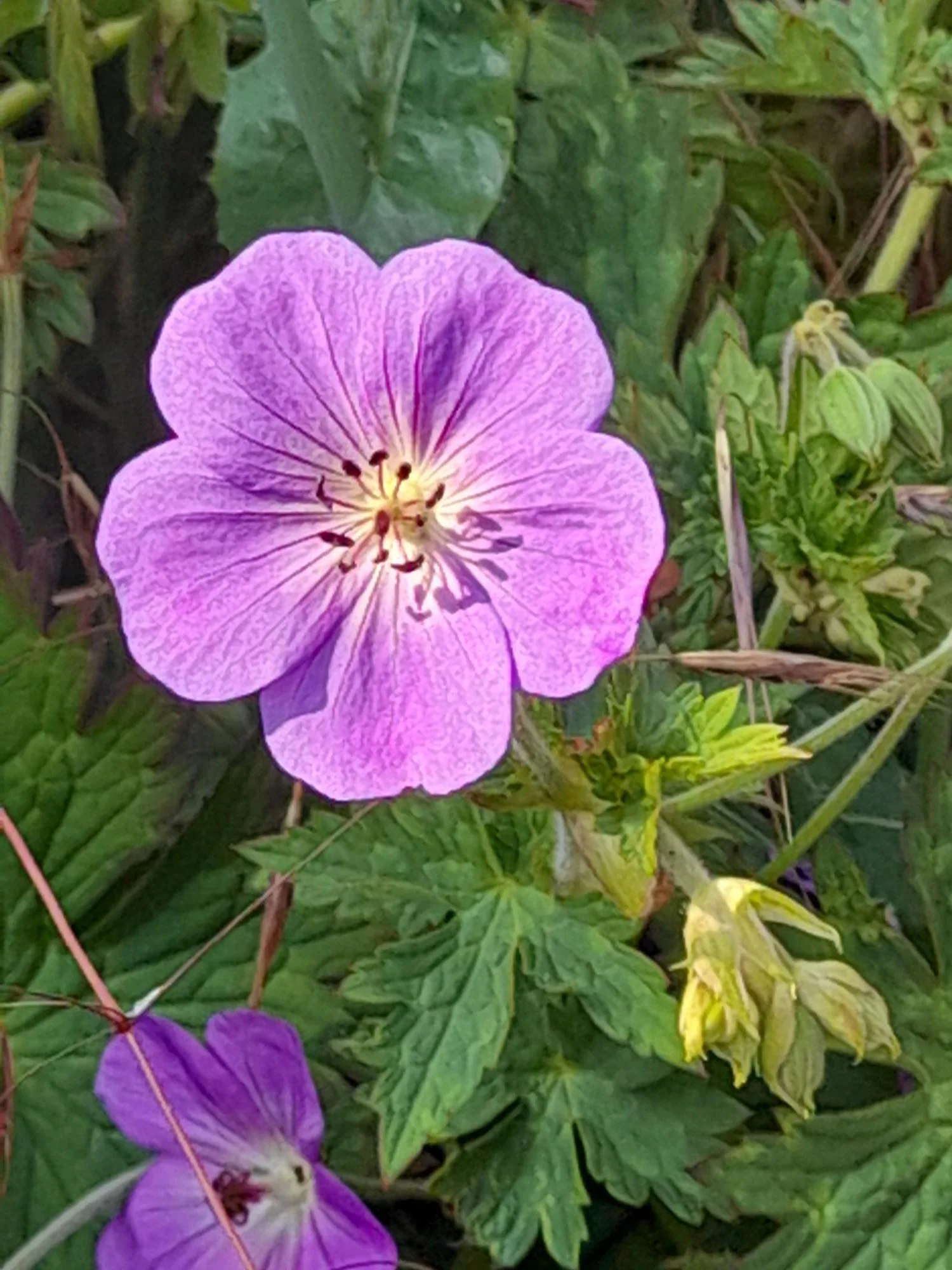 Pretty purple flower.jpg