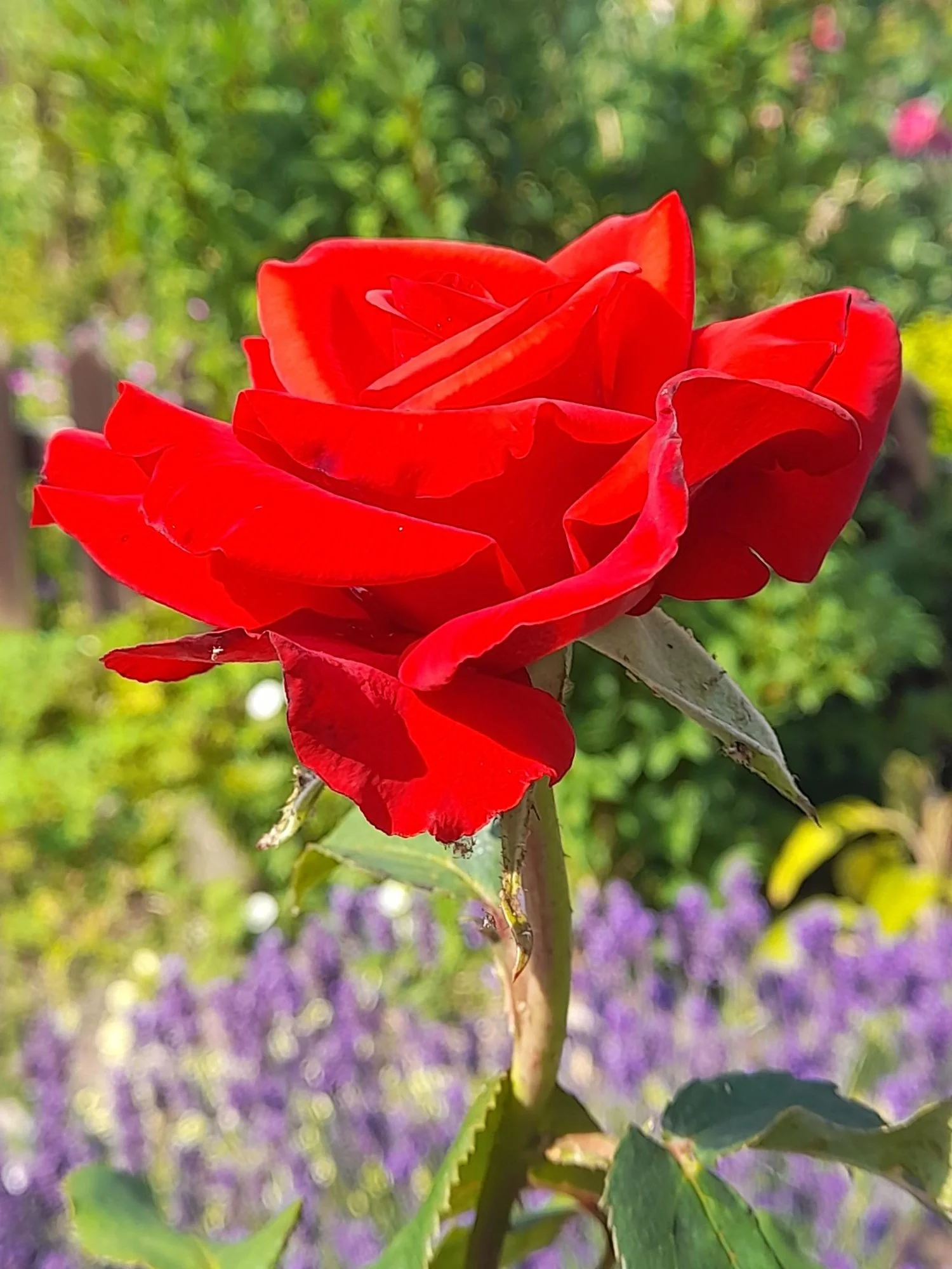 Red rose against purple.jpg