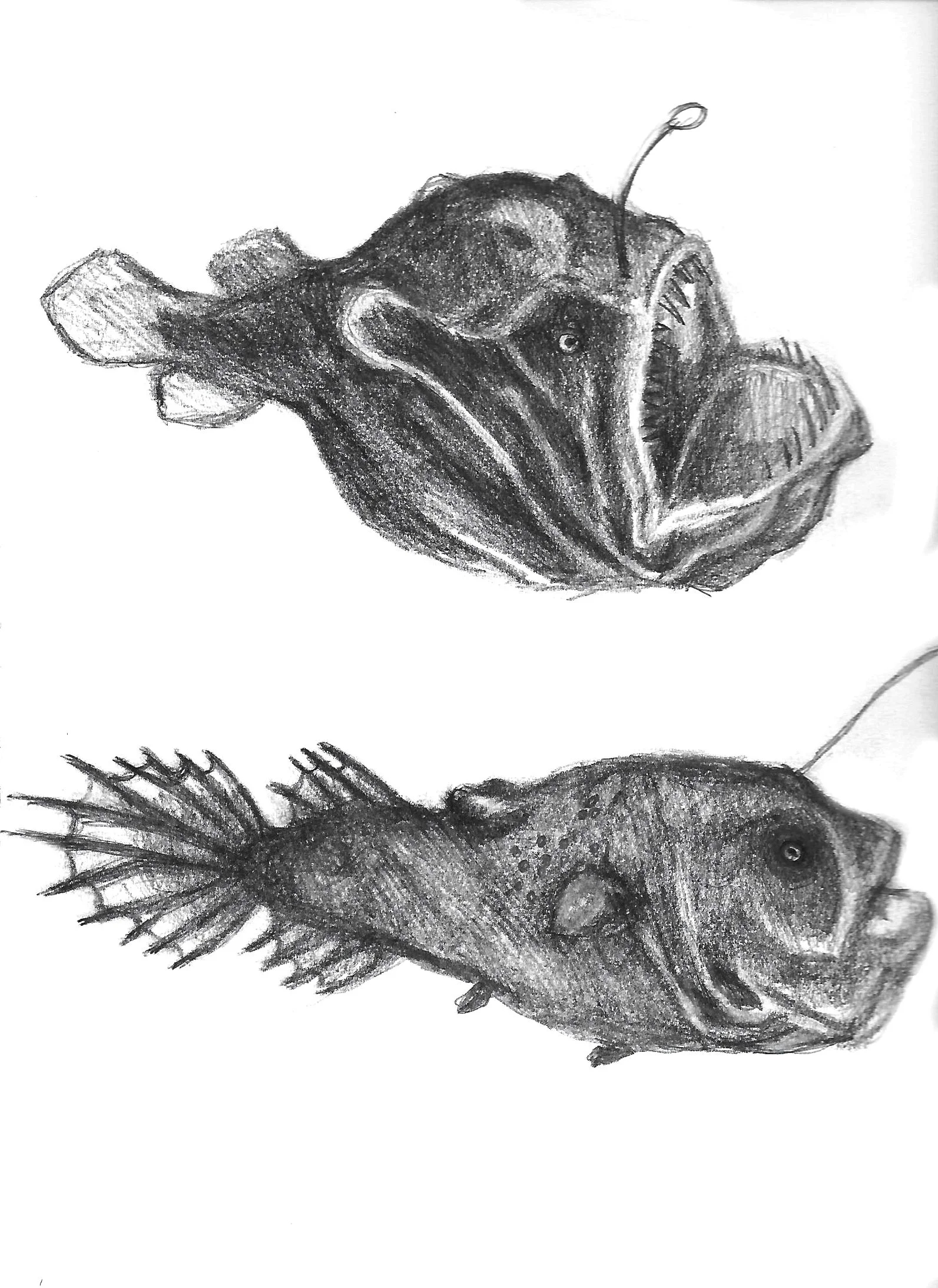 Anglerfish