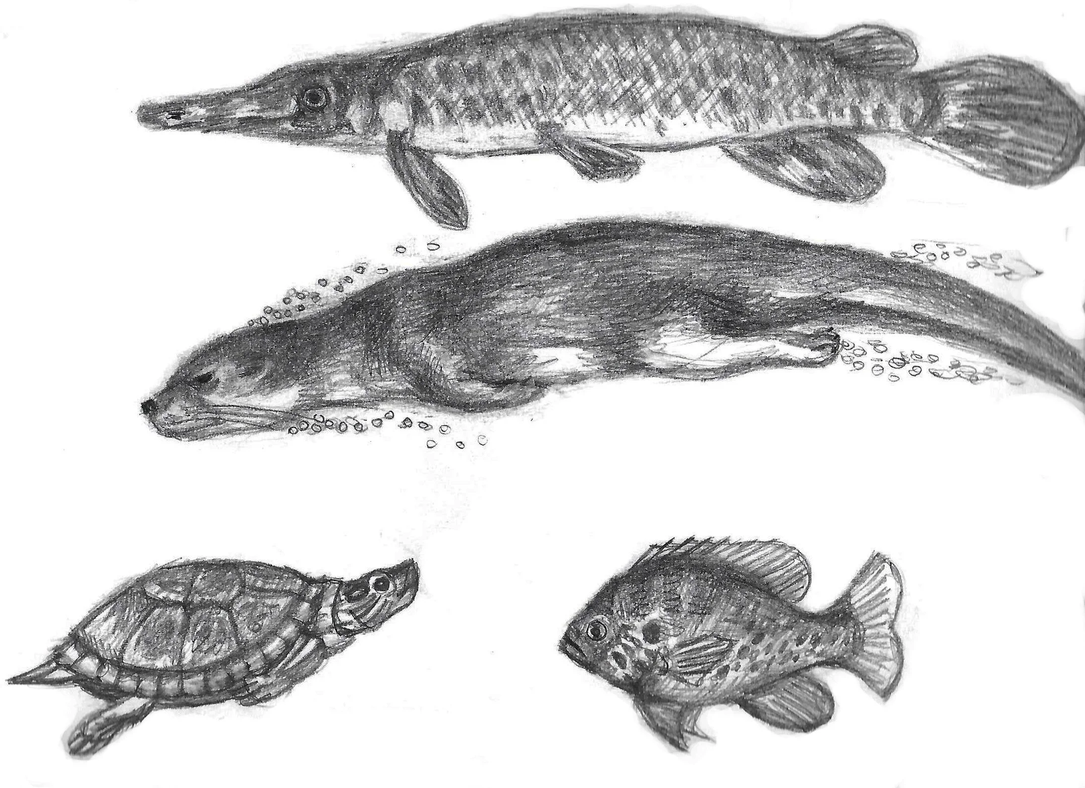 Aquatic creatures