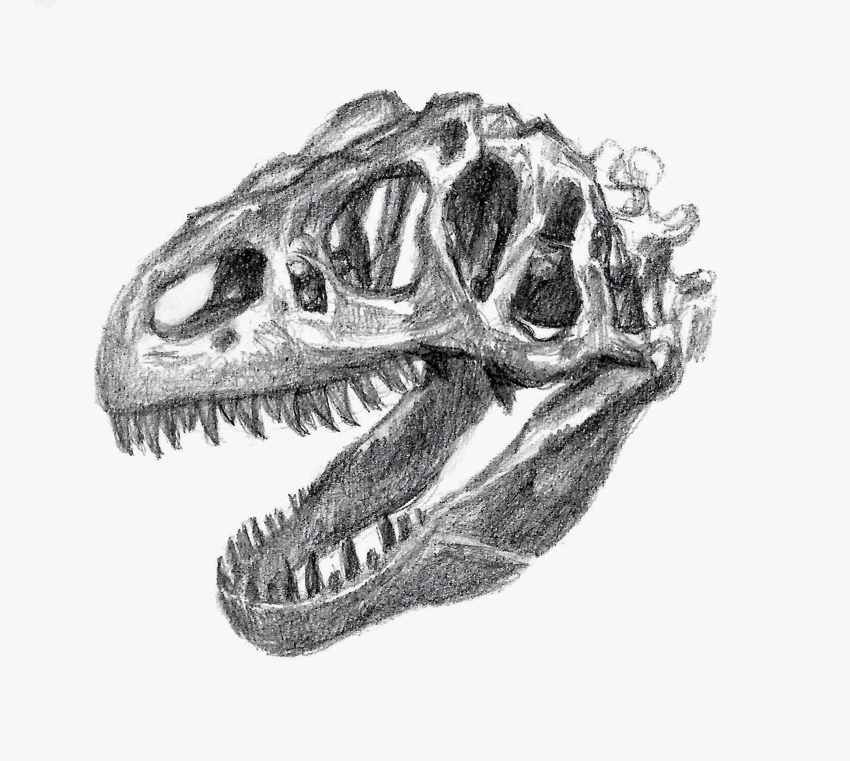 Allosaurus