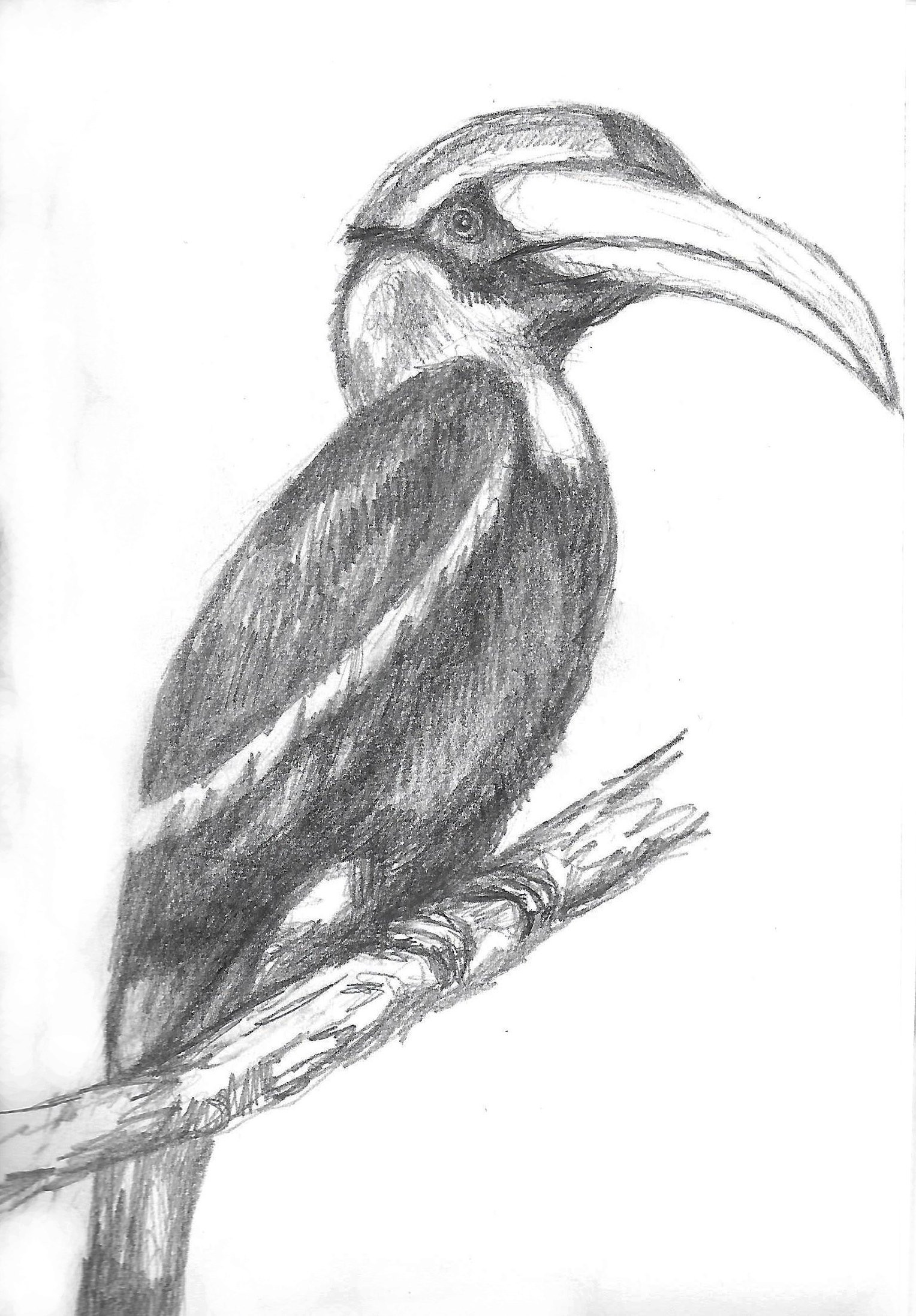 Hornbill