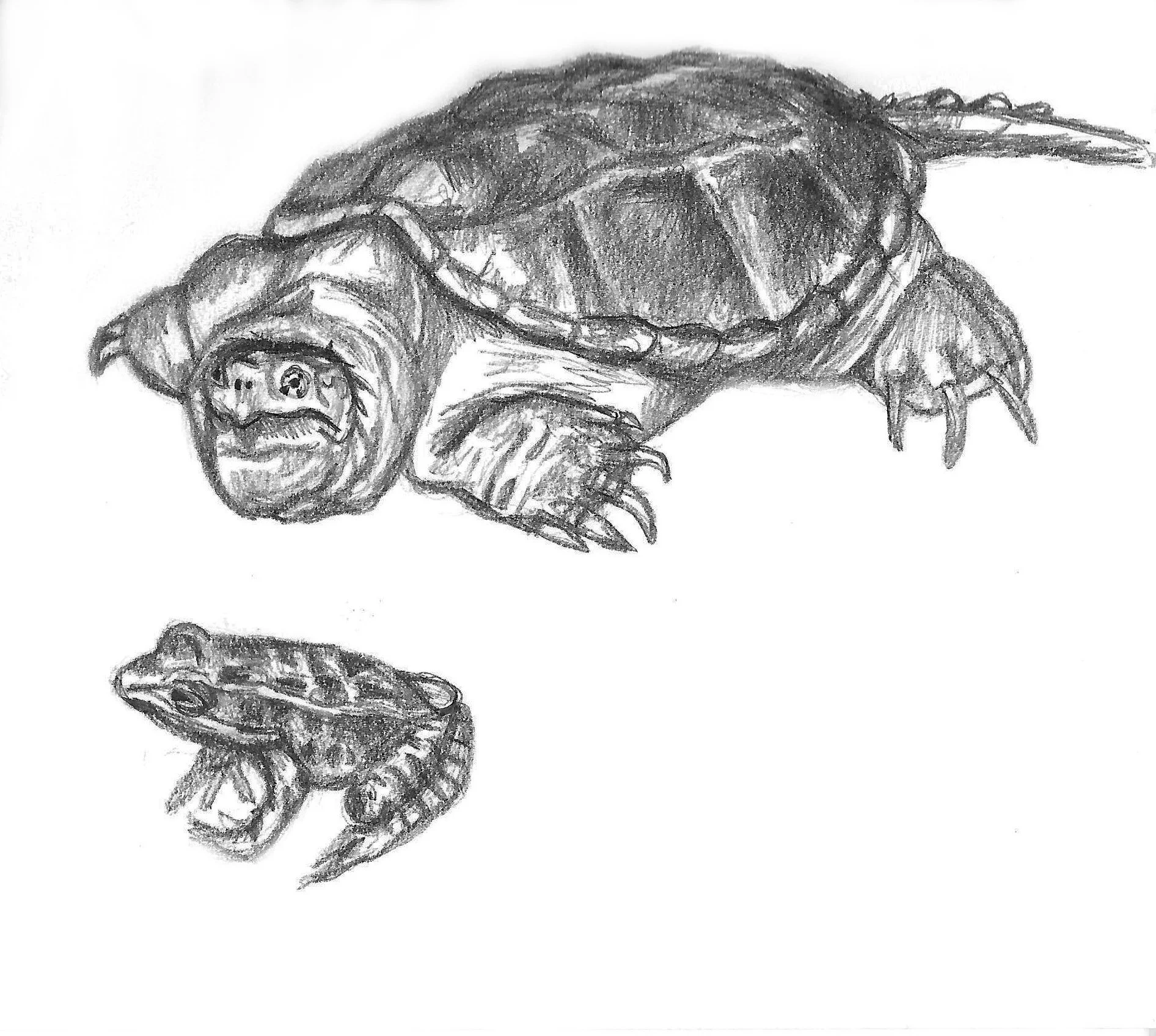 Alligator Snapper and Frog