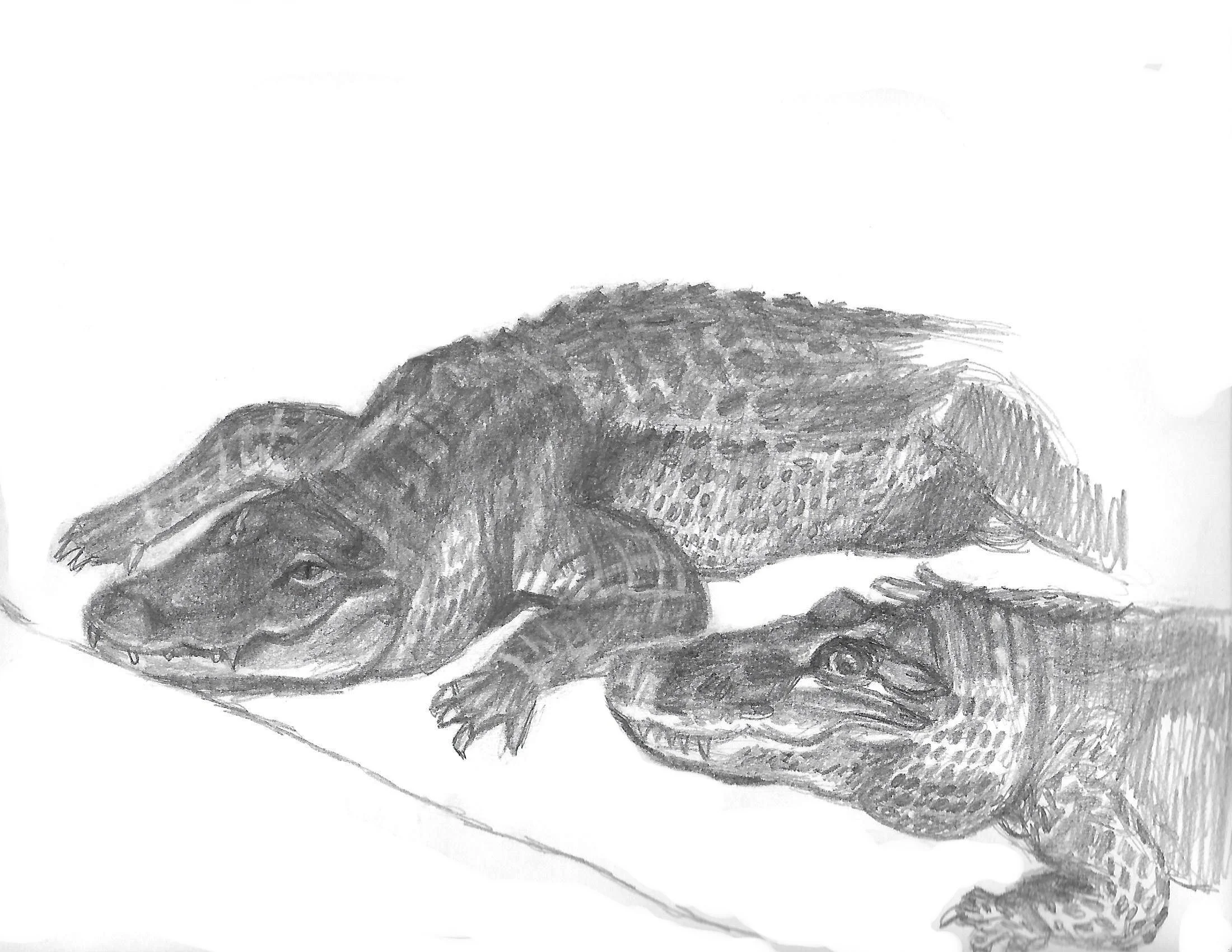 Alligators