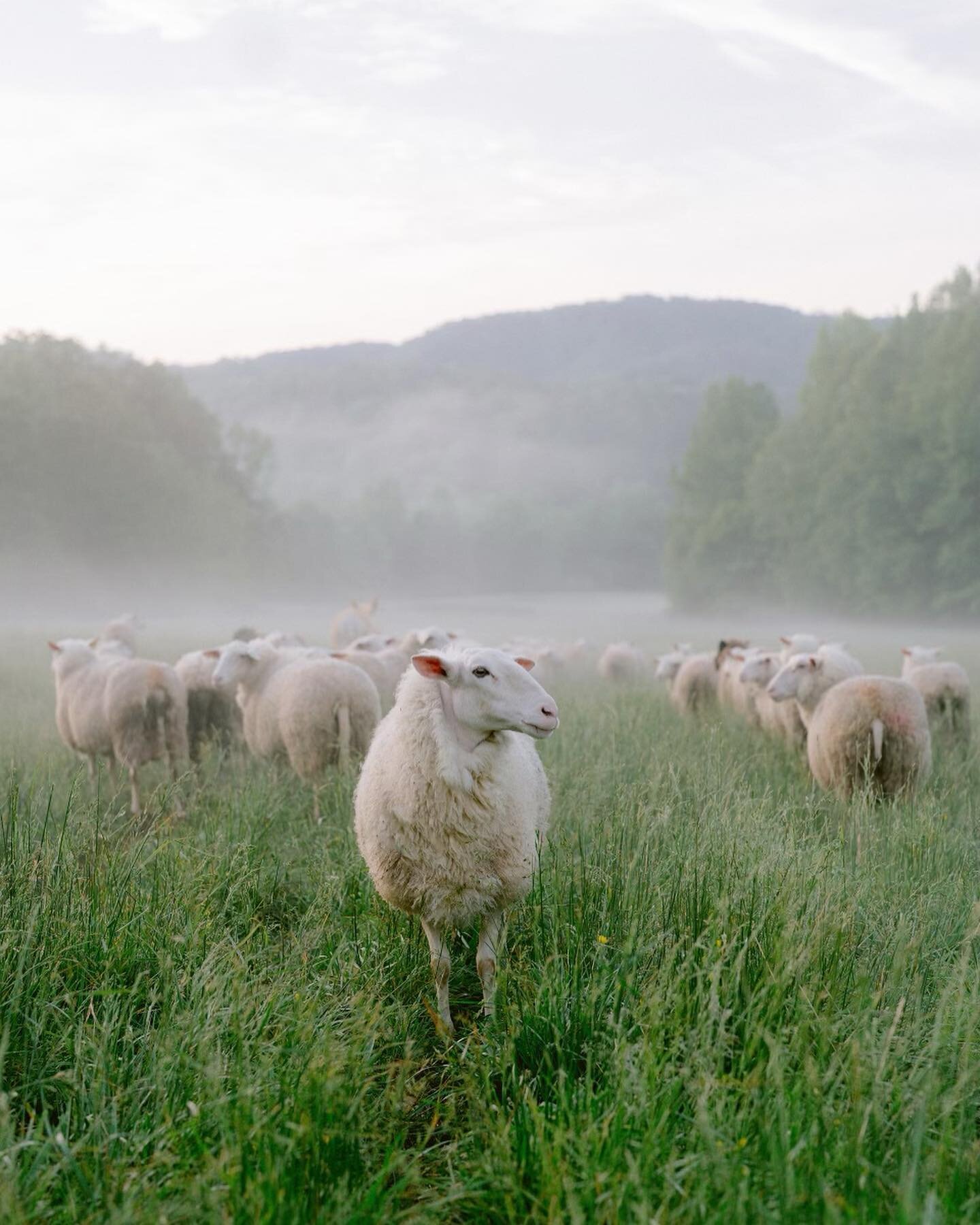 This passed weekend @blackberryfarm was the host of many unreal events for our dreamy clients. Valerie &amp; Caleb brought all their family and friends to the place that means so much to them.
@josevilla incredibly captured the true magic of BlackBer