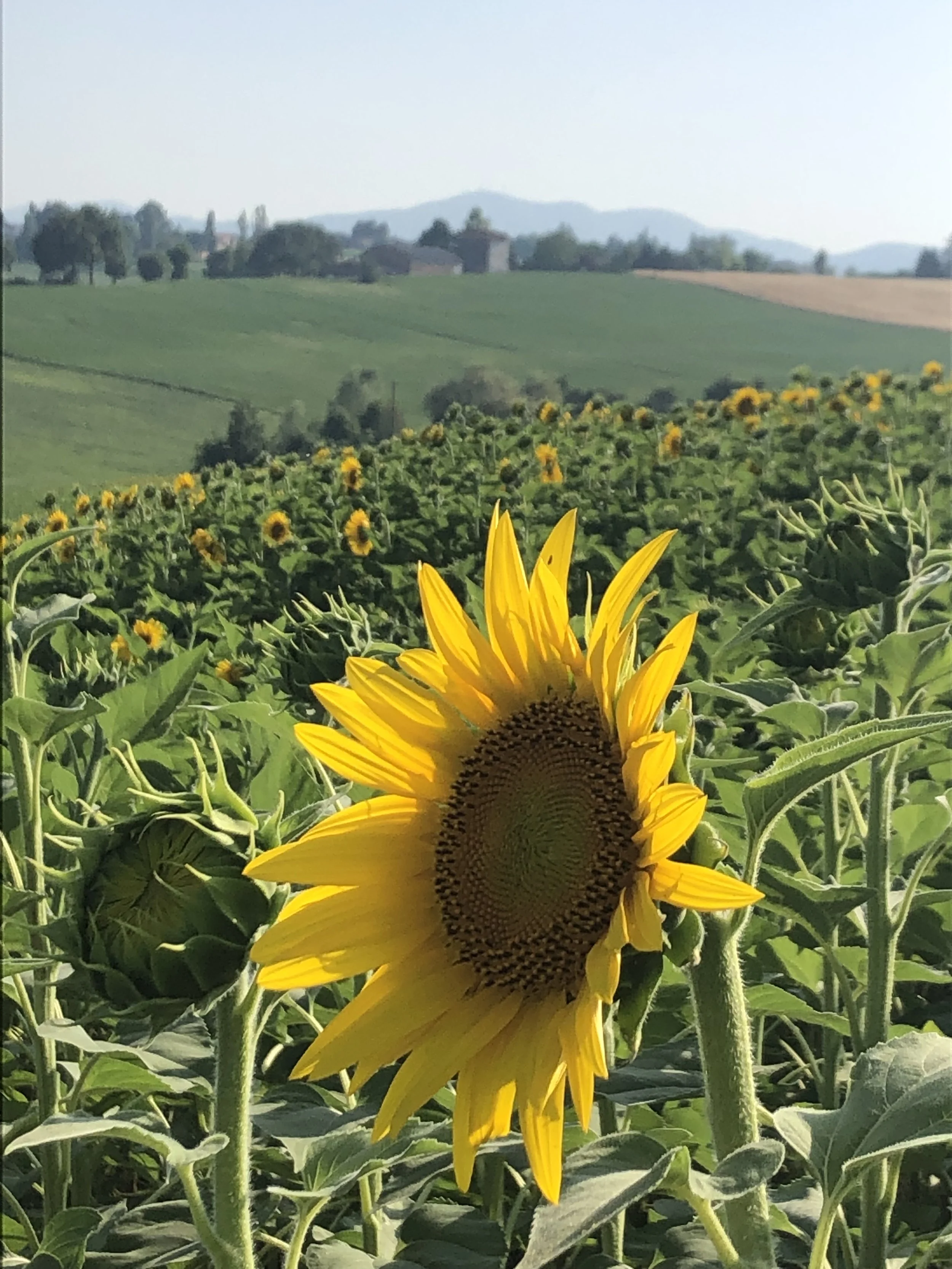 Walking in a broken world