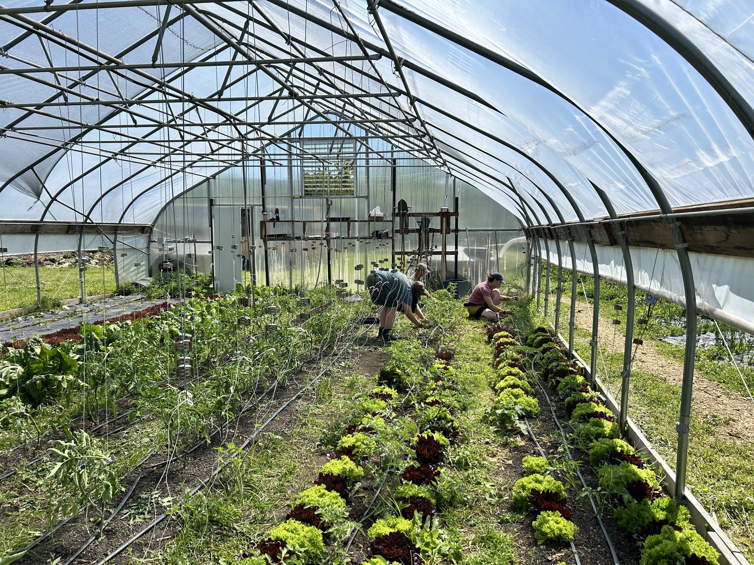 Weekly Volunteer Hours at KGD Farm - June 25