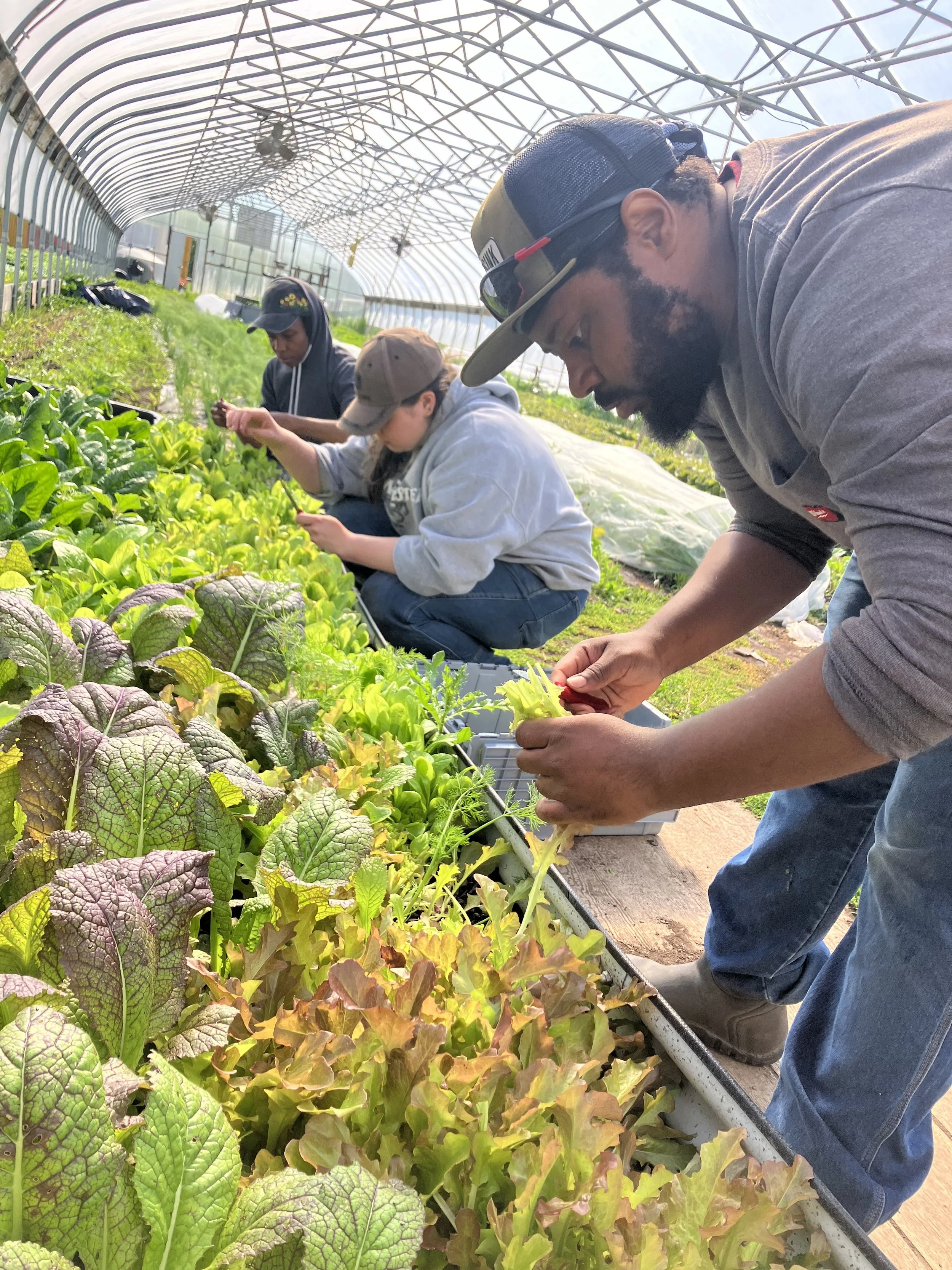 Weekly Volunteer Hours at KGD Farm - June 2