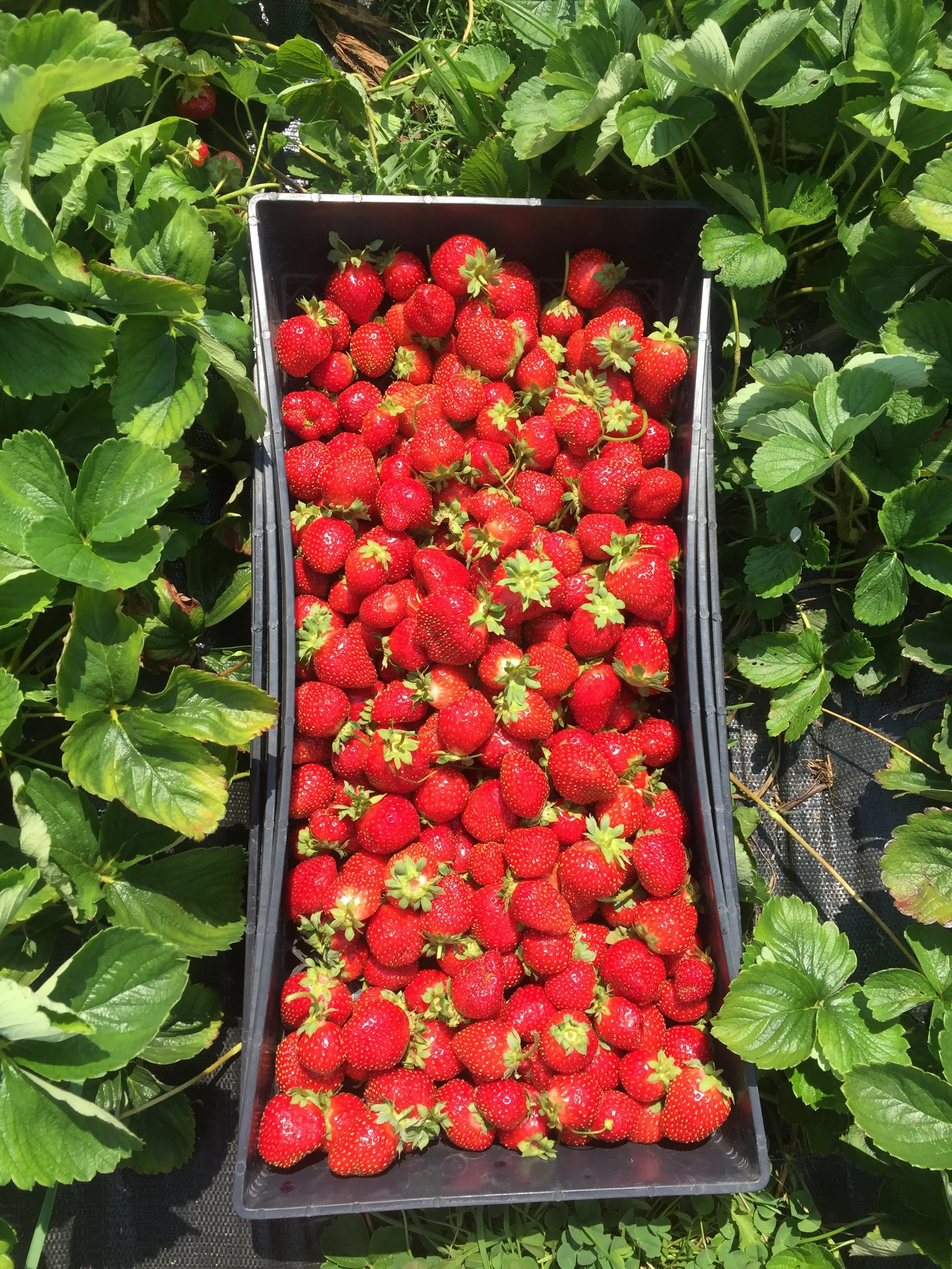 Gathering of Growers Crop Study: Strawberries