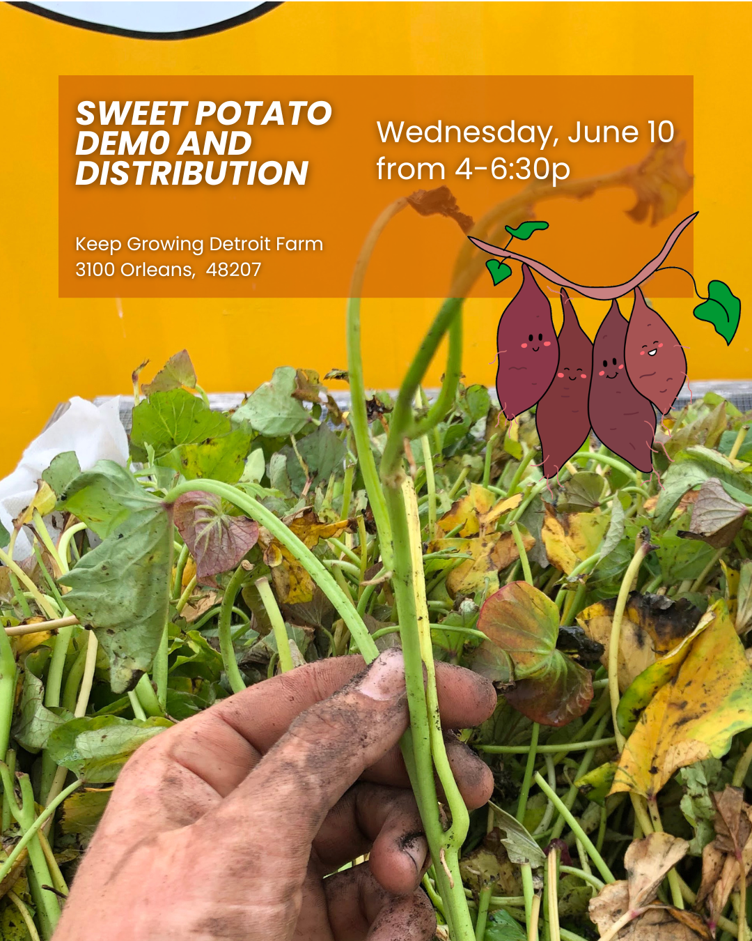 Sweet Potato Demonstration and Distribution