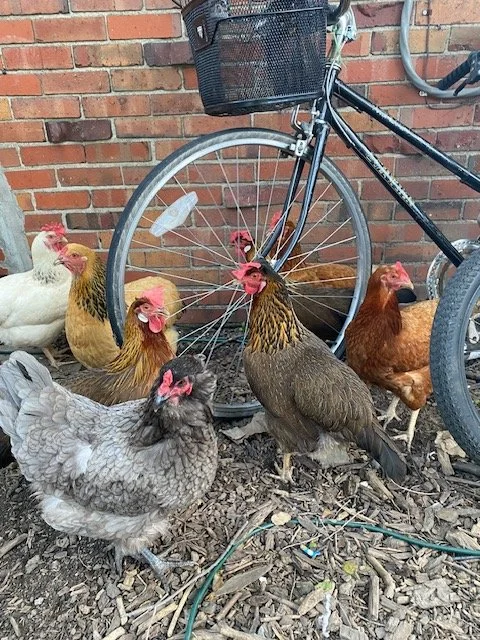 Chicken Keeping: Detroit Livestock Ordinance