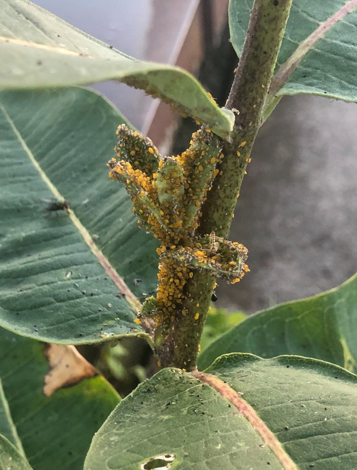 Pest Management