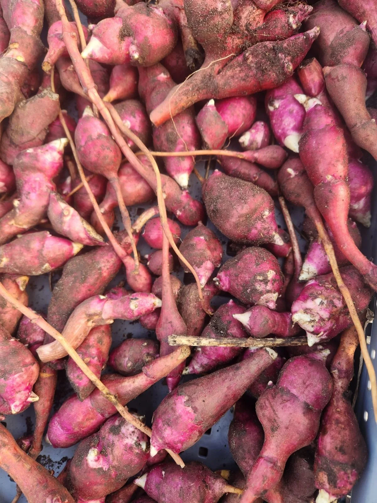 Gathering of Growers Crop Study: Sunchokes &amp; Edible Perennials