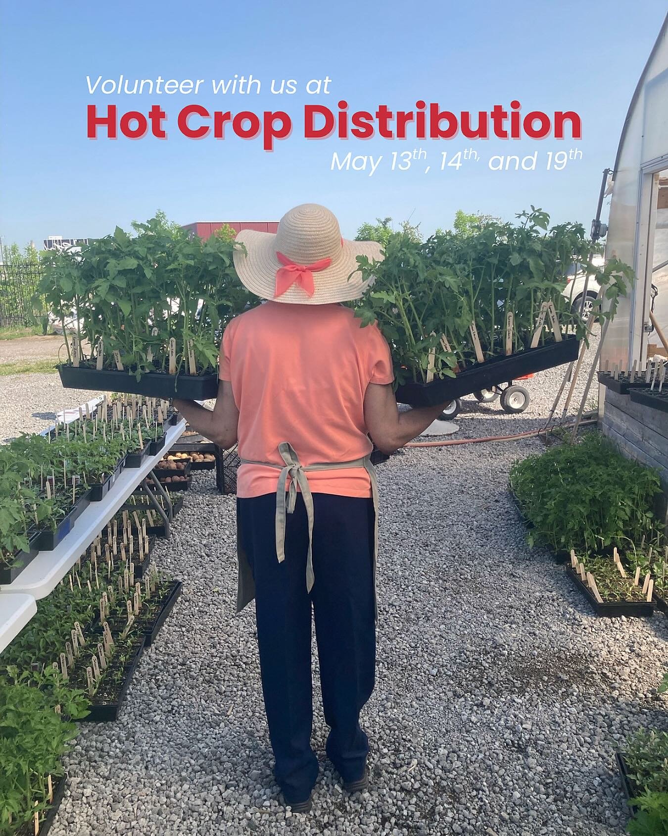 Volunteer GRP Hot Crop Distribution - 5/19