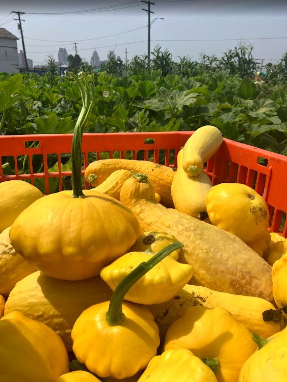 Gathering of Growers Crop Study: Cukes, Watermelon, Summer Squash
