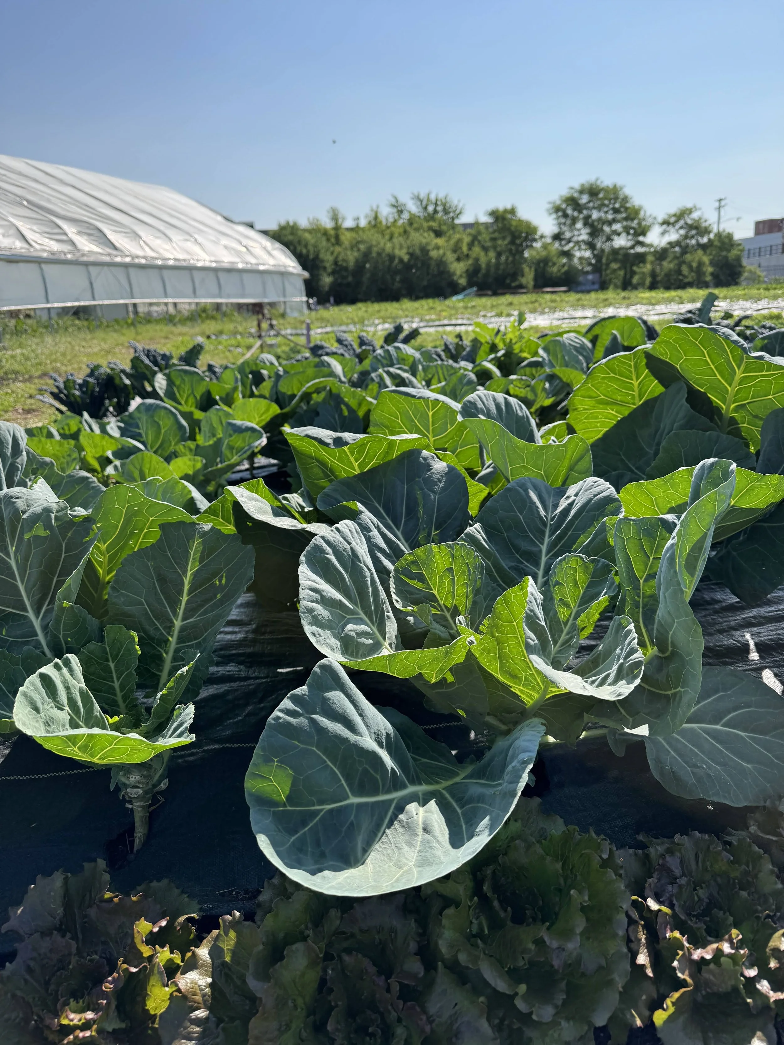 Family Foodways - 6/17 - Cooking Class,&nbsp;Glorious Greens with Chef Zi!