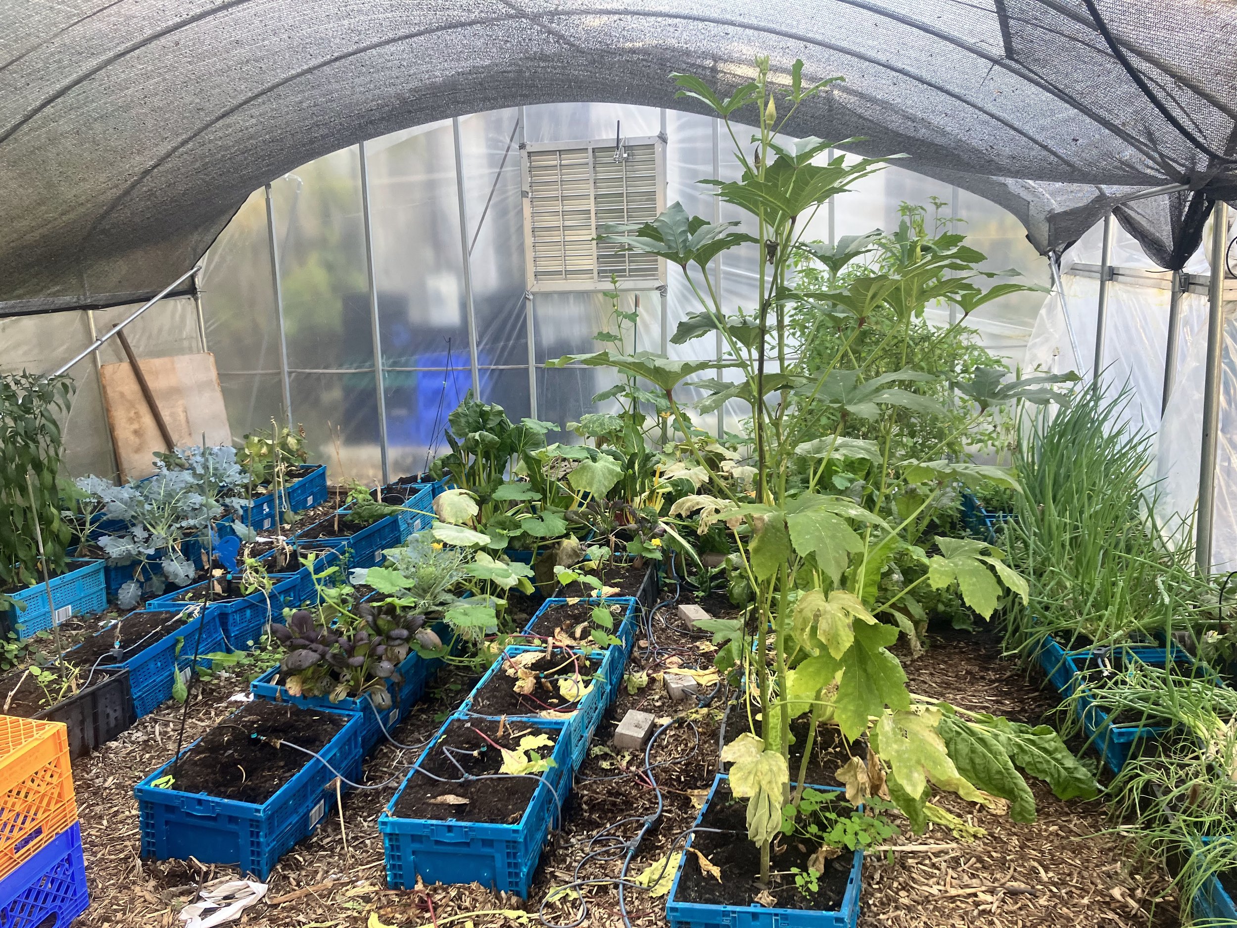 Container Gardening