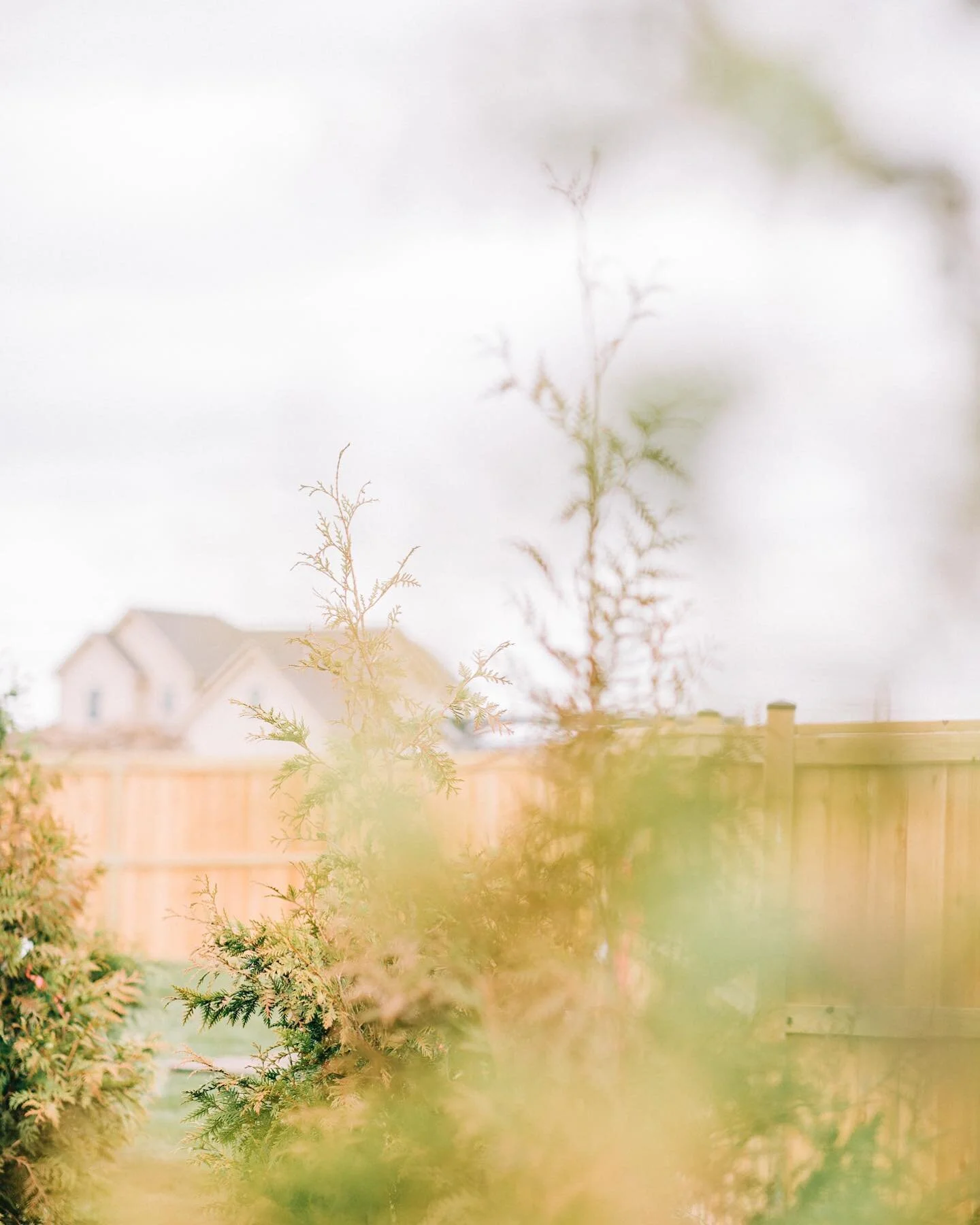 Can&rsquo;t even see through these green giants! 👀 Okay maybe just a little but green giants are a GREAT way to add separation to your little slice of heaven! 
.
.
.
#landscaper #landscaping #privacy #evergreen #landscapingprivacy #privacyscreen #la