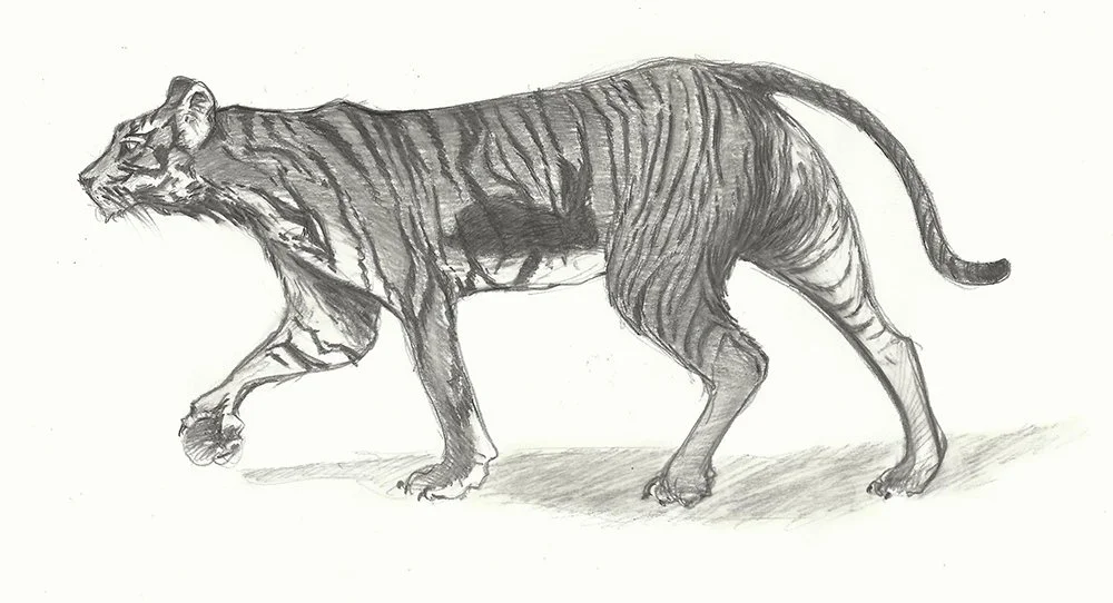 Sketch of a large feline, likely a tiger, walking sideways with detailed fur markings and shading.
