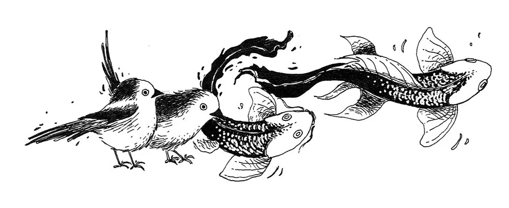 An illustration of a bird and fish, with the bird pecking at the fish as if in combat.