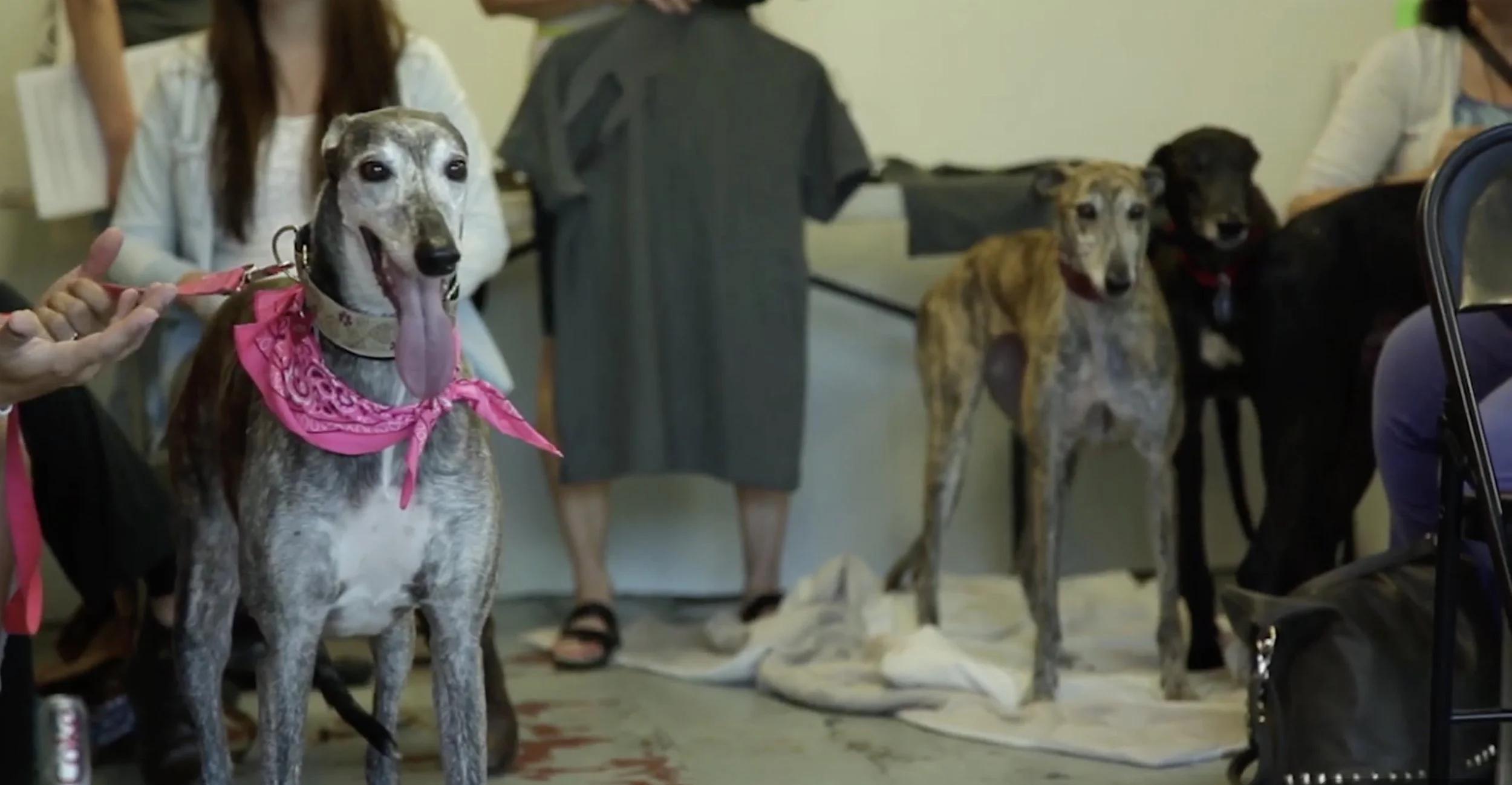 Steel City Greyhounds