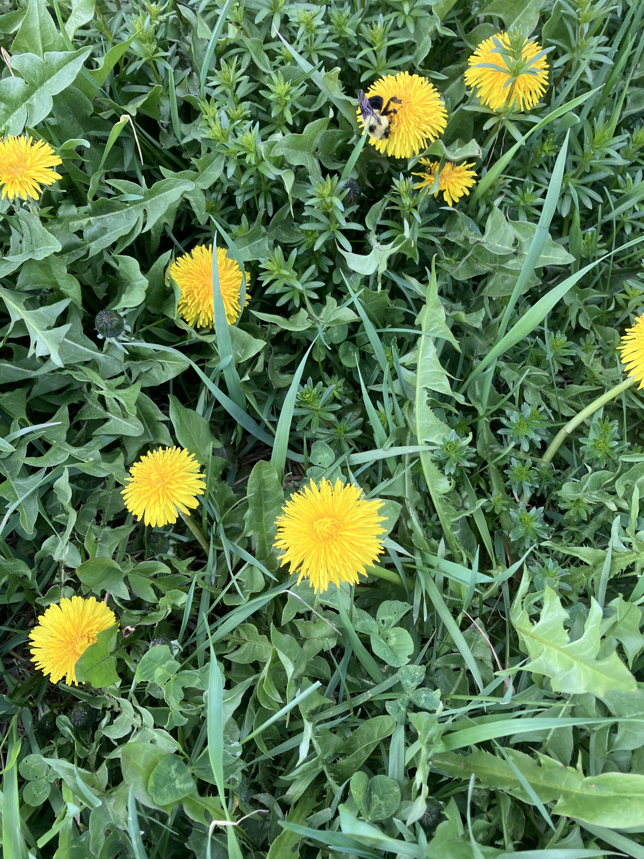Flower Thermometer