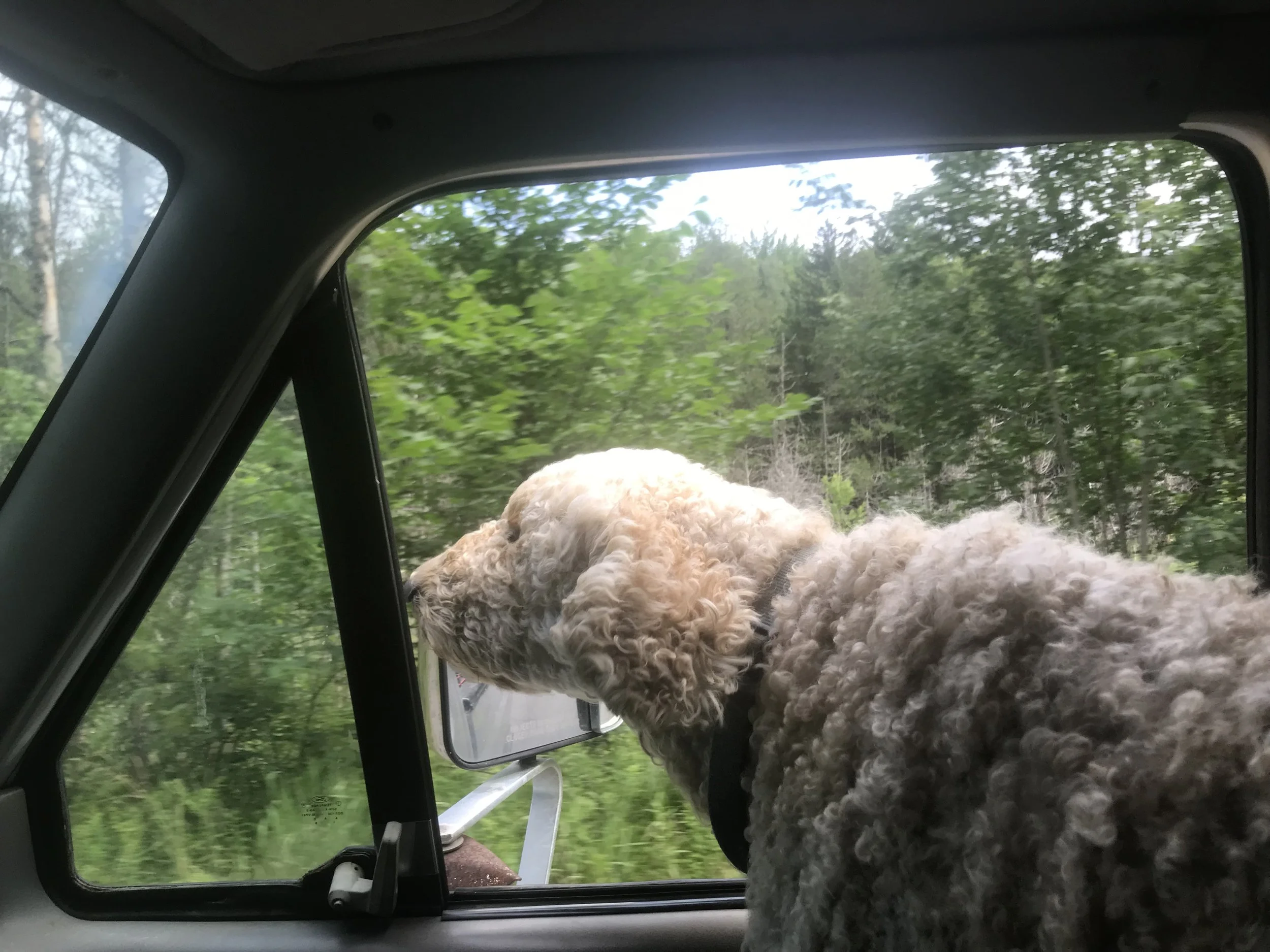 Long Dog Days