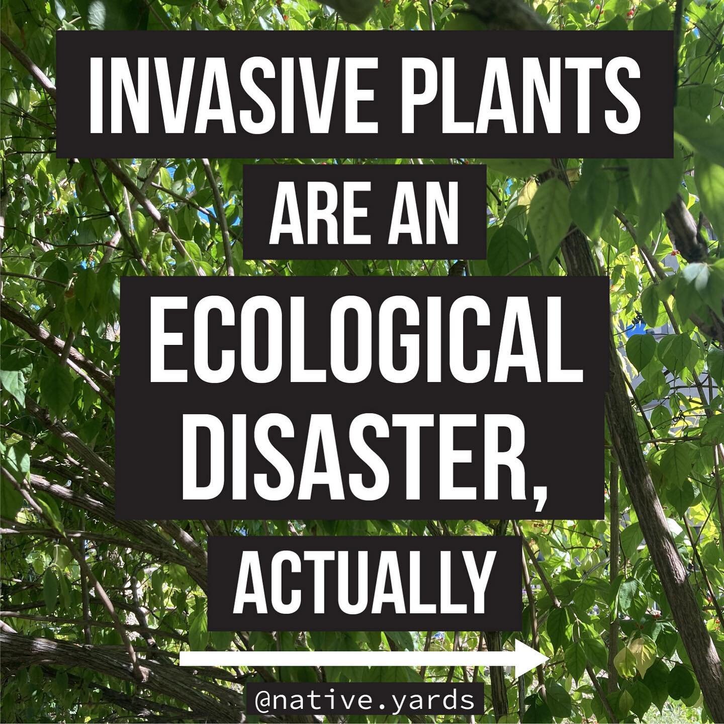 Alright y&rsquo;all, here we go.

For a while now I&rsquo;ve been seeing posts about how invasive plants are &ldquo;actually a good thing that we need to embrace&rdquo;?? 

And I saw one today that was the straw that broke the camel&rsquo;s back. I&r