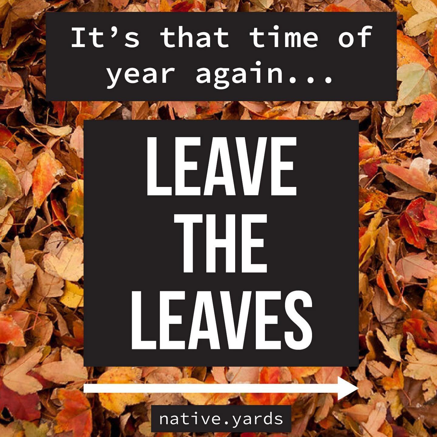 It&rsquo;s that time again, folks. The leaves are falling and the humans are packing them into trash bags to send to the landfill then wondering why plants won&rsquo;t grow for them the next spring.

It&rsquo;s not just some weird unimportant coincid