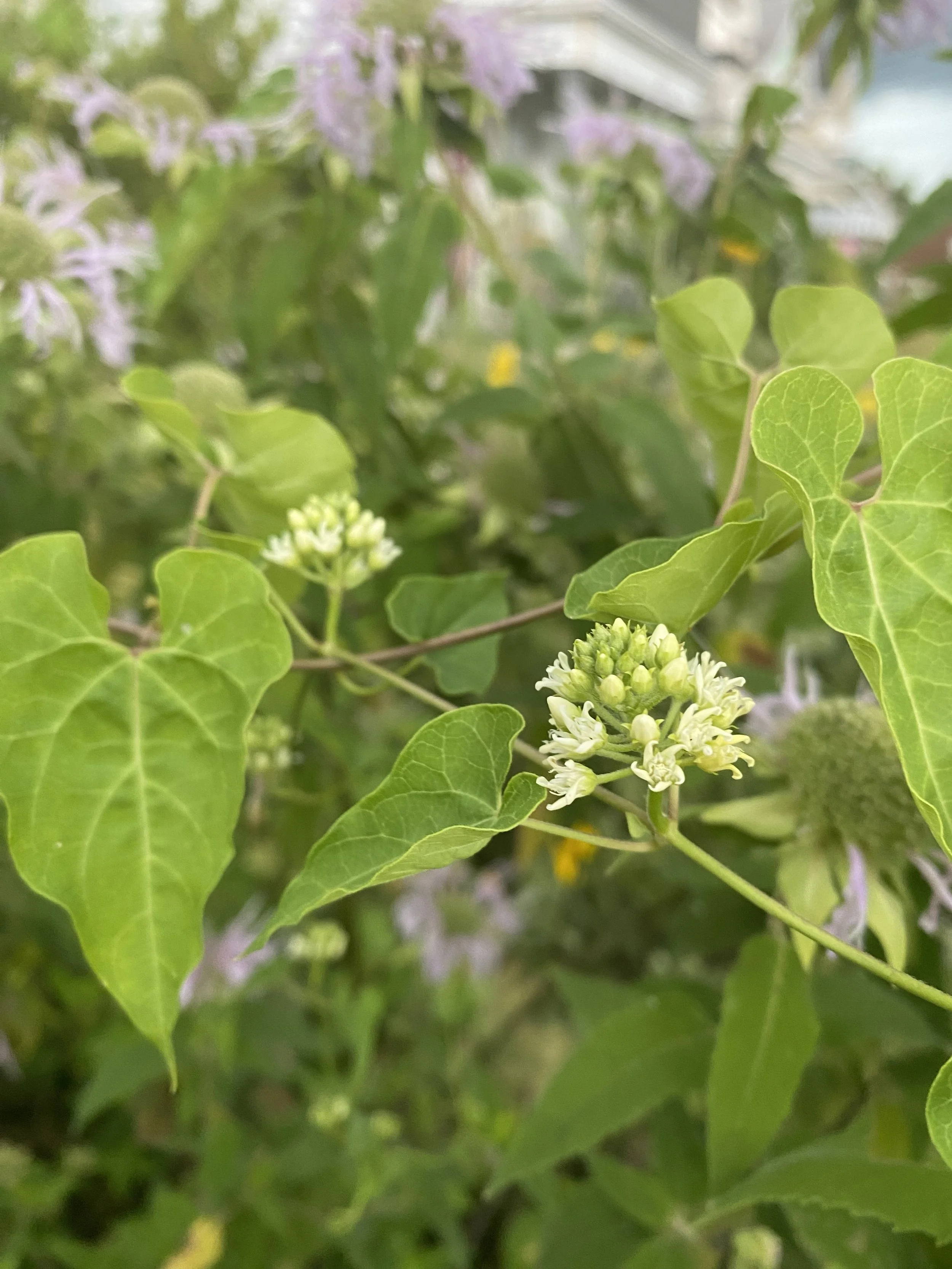 Honeyvine Milkweed Seeds (Cynanchum laeve)