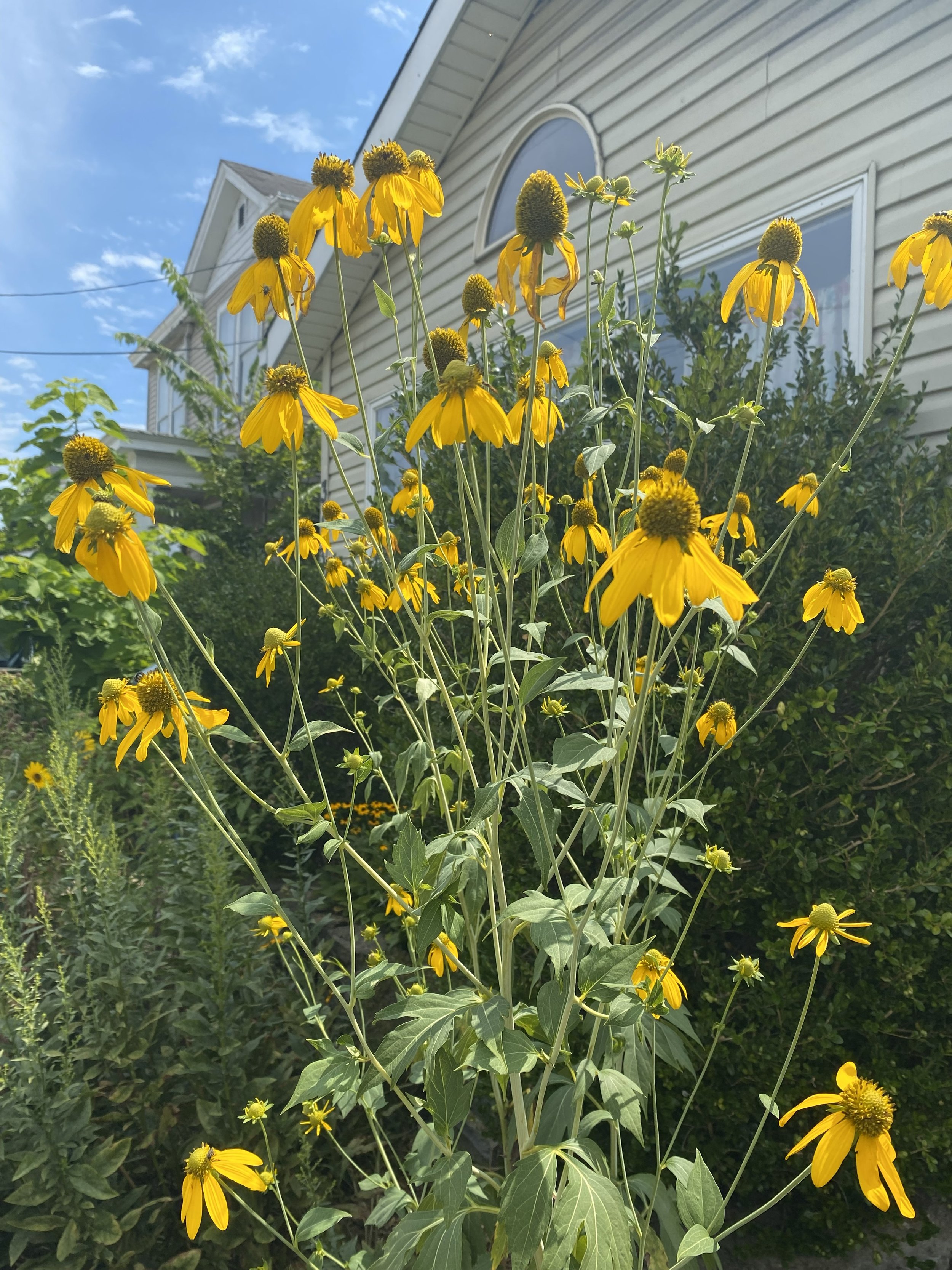 Cutleaf Coneflower Seeds (Rudbeckia laciniata)