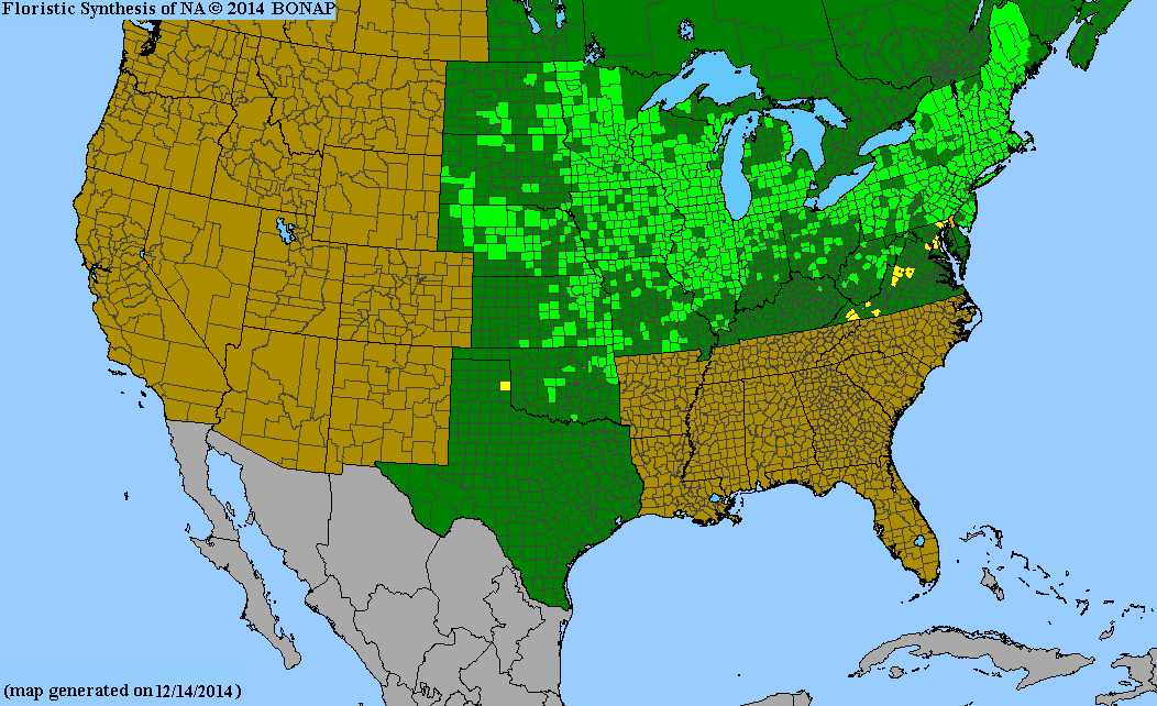 Desmodium canadense.png