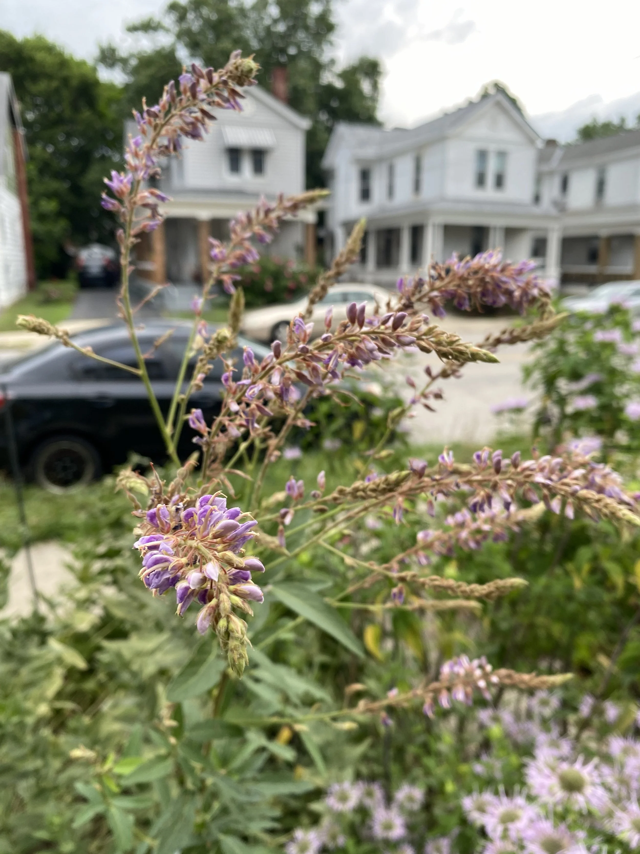Showy Tick Trefoil Seeds (Desmodium canadense)