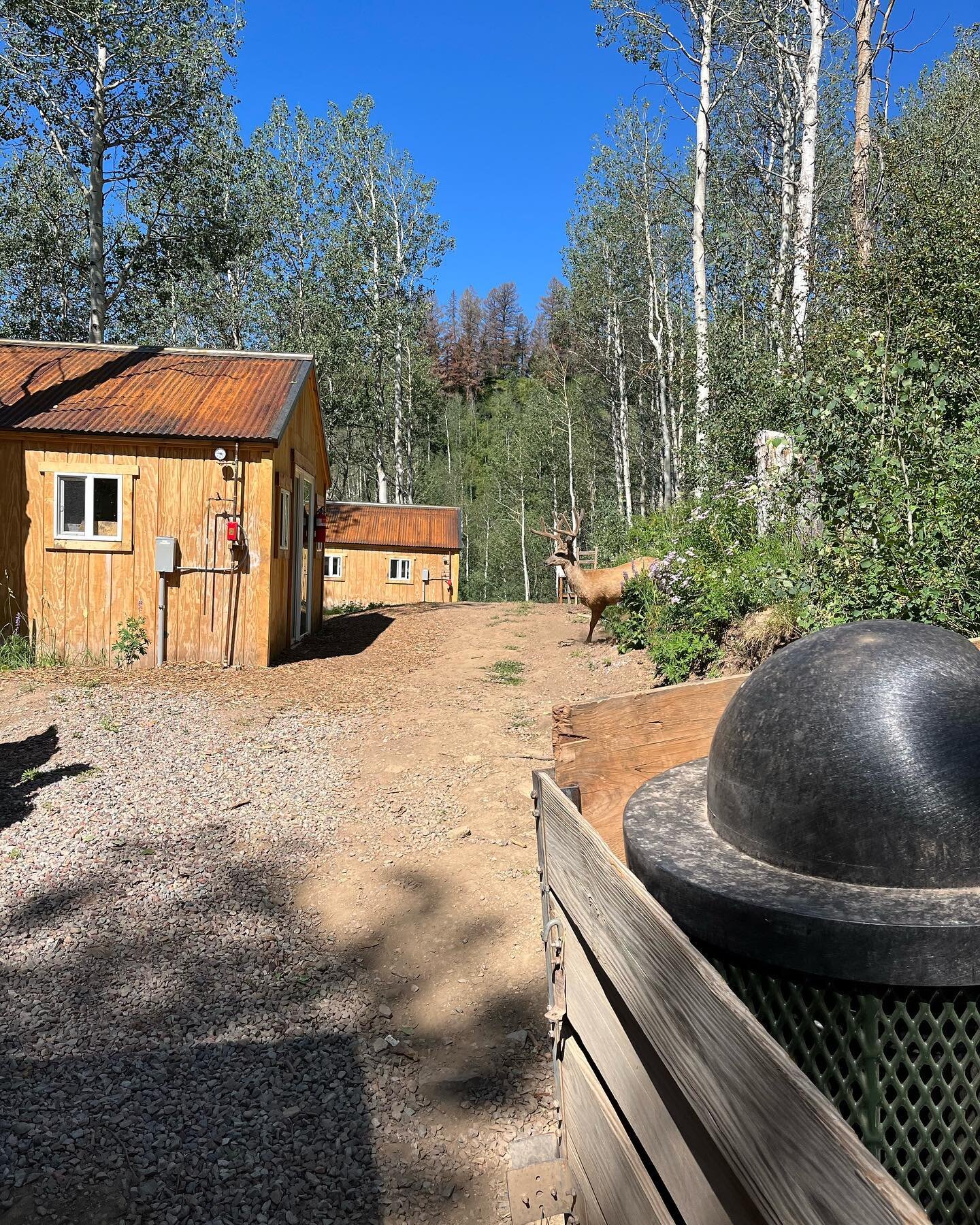 A visitor stopped by the boys cabins today!!! 🦌