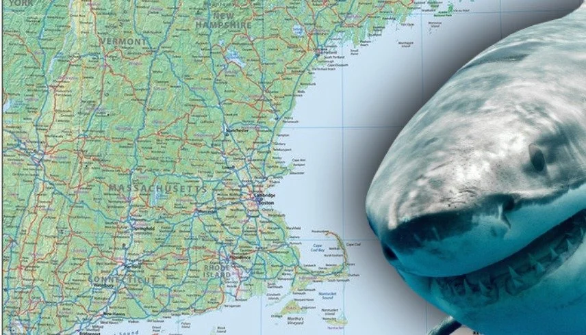 SHARKS COULD BE SWIMMING CLOSER TO HUMANS DUE TO WARMING OCEANS