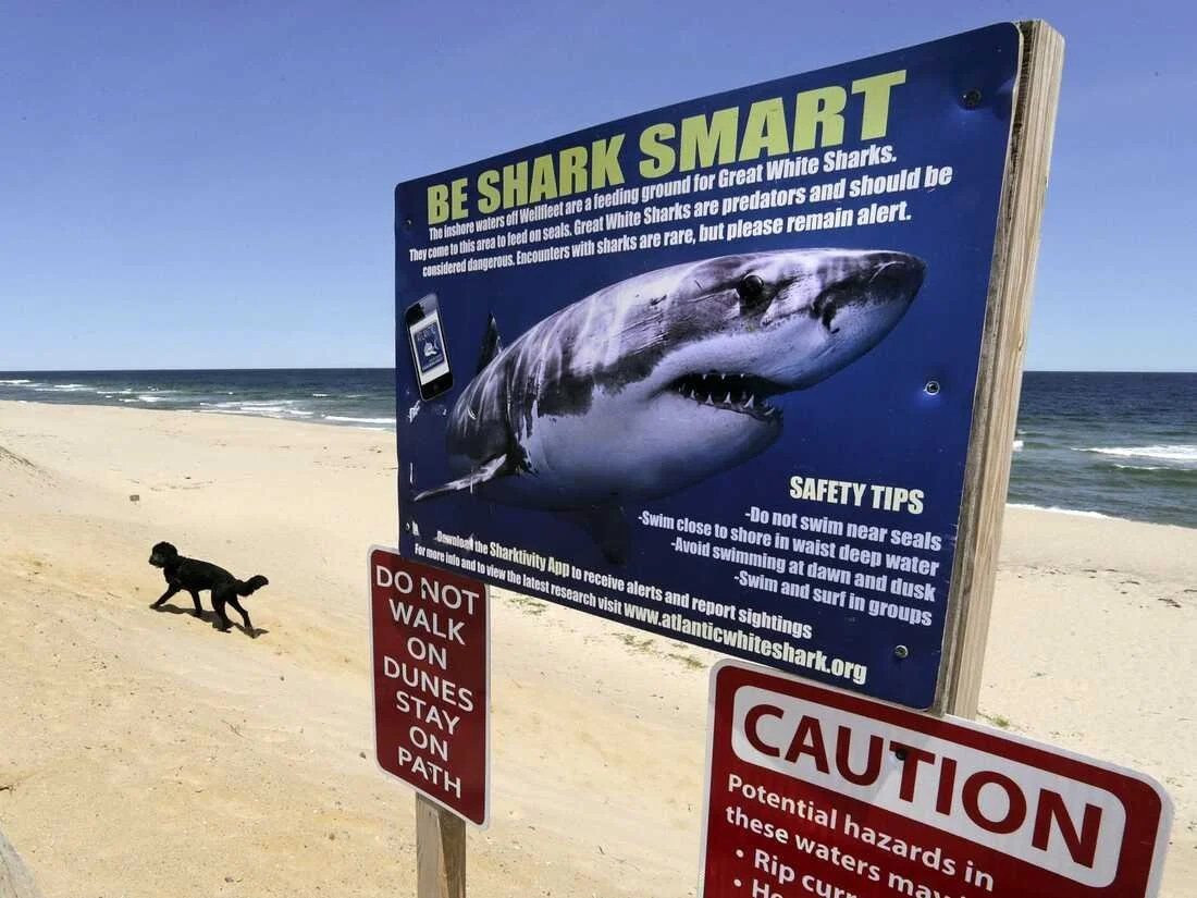 WHY INCREASE IN SHARK ATTACKS IS NO REASON TO PANIC