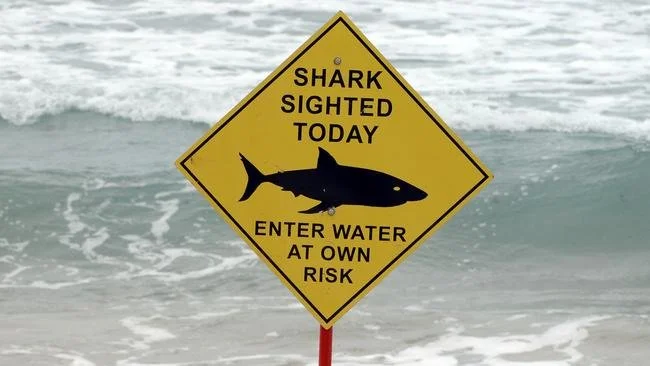 First shark death for 60 years hits Sydney, Australia, but it is man who is the monster