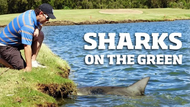 A WHAAAAT-ER HAZARD? ! THE GOLF CLUB THAT IS HOME TO A SQUAD OF BULL SHARKS