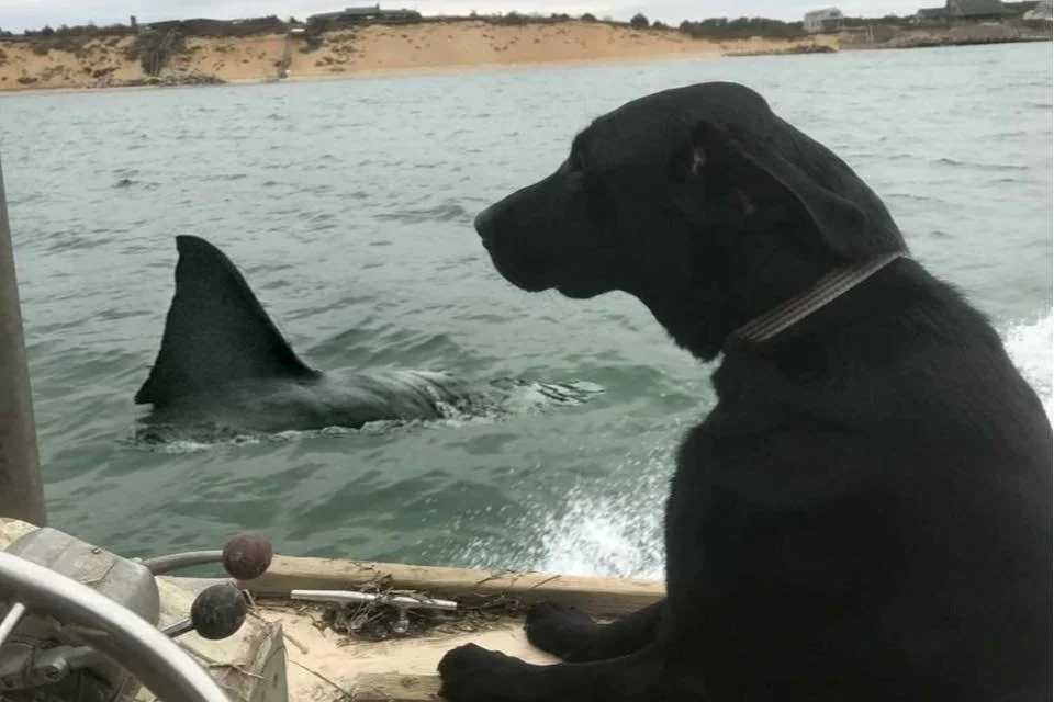 PIPIT’S REVENGE AS SHARK FOUND IN DOG FOOD, BUT IT’S NO LAUGHING MATTER FOR SHARKS