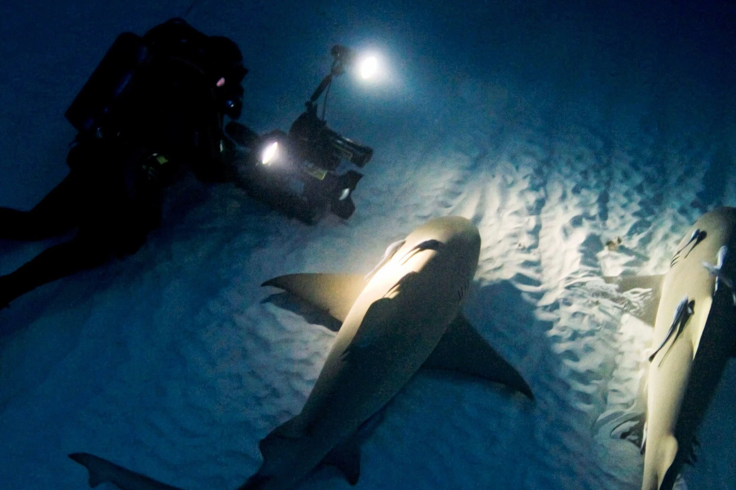SNORES: SHARKS DO NEED THEIR BEAUTY SLEEP